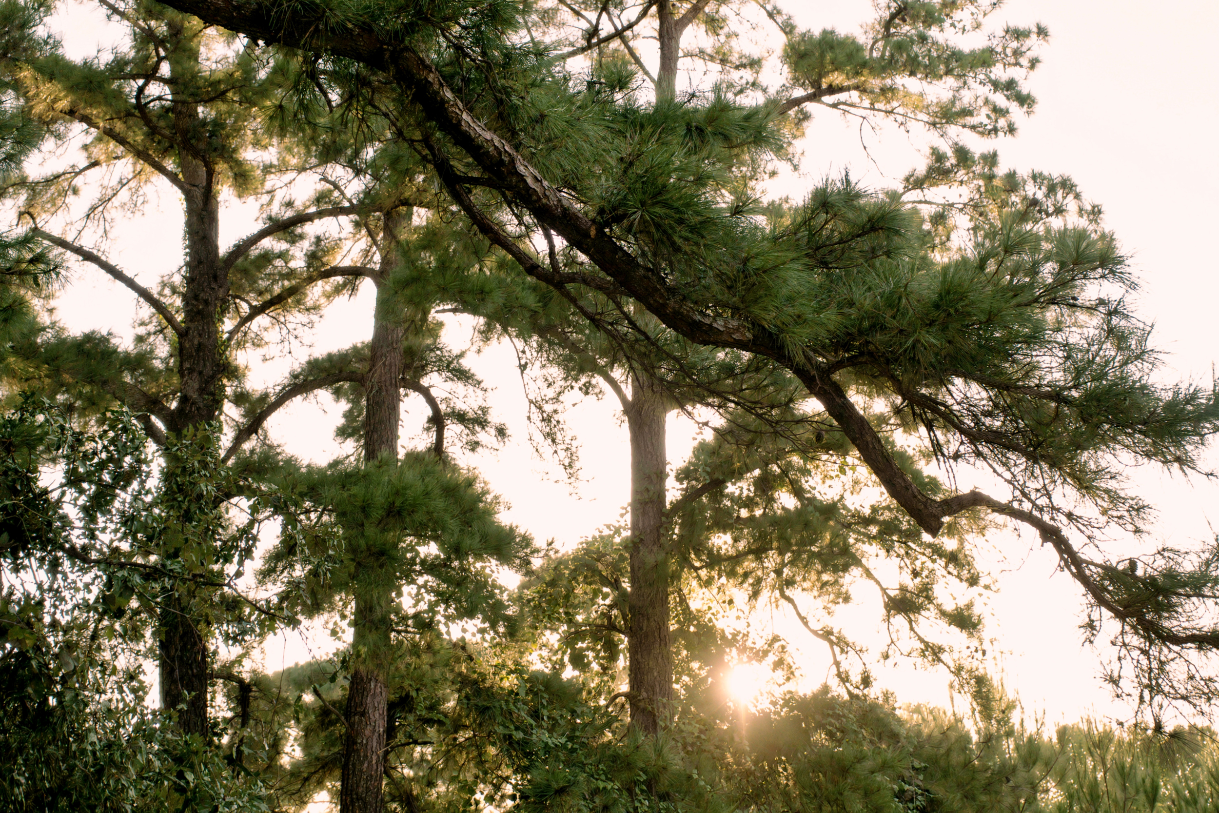  Piney Creek Ranch in Bastrop County - 物件實景