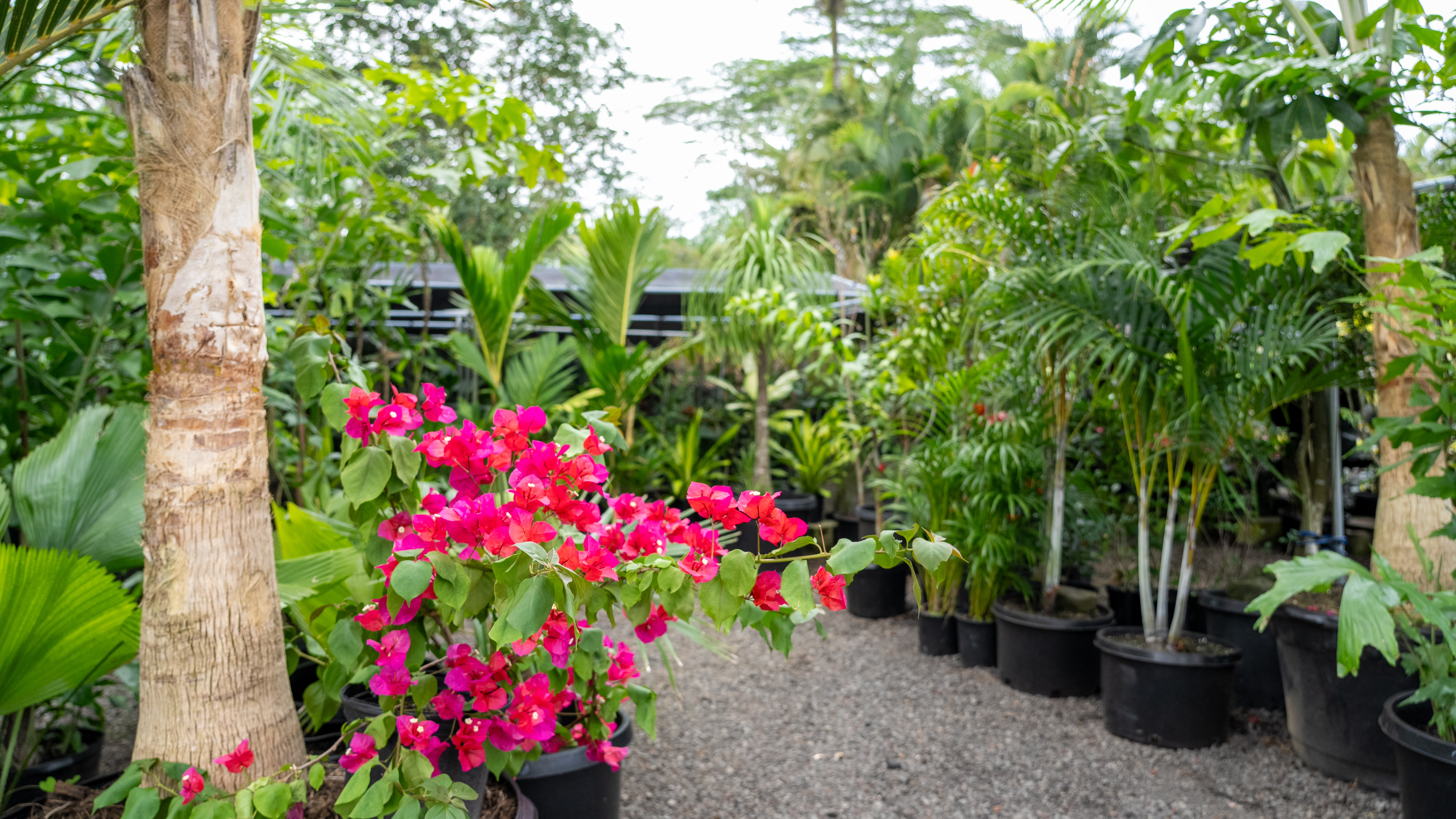 Kurtistown, Hawaii, 96760, United States, 2 Bedrooms Bedrooms, ,2 BathroomsBathrooms,Residential,For Sale,1991865