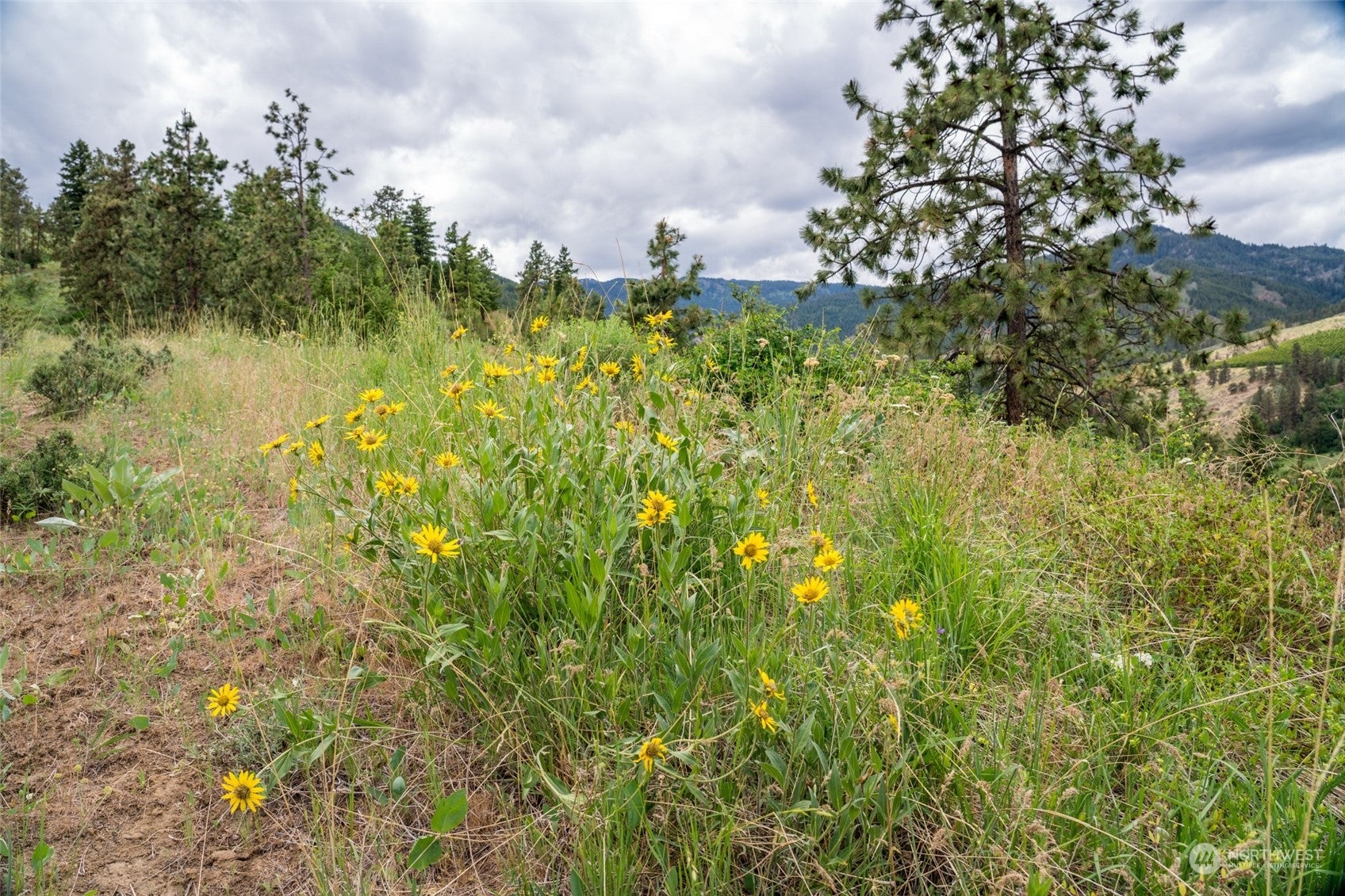 Wenatchee, Washington, 98801, United States, ,Land,For Sale,1690373