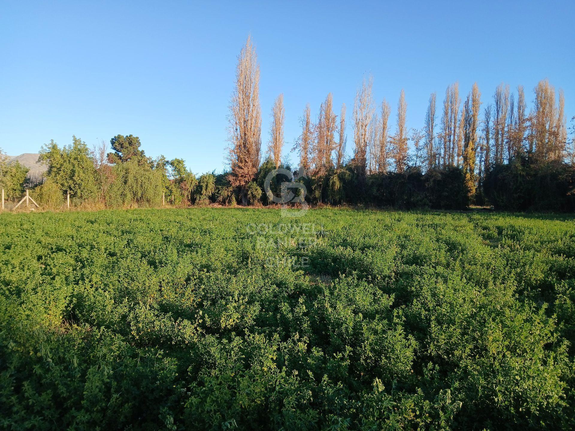 San Esteban, Chile, ,Land,For Sale,1926022