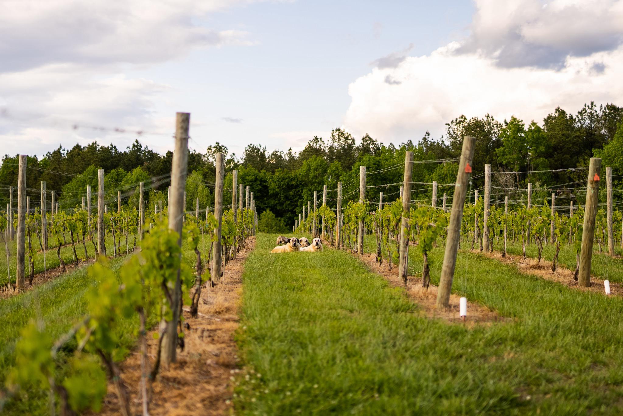  6887 Blenheim Road, Scottsville, VA, 24590 - 物件實景