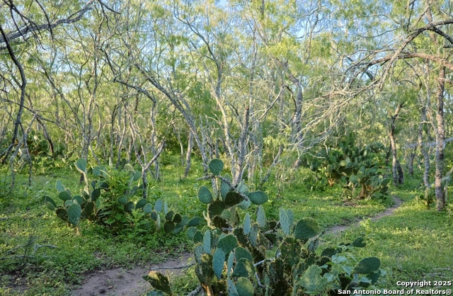 Beeville, Texas, 78102, United States, ,Land,For Sale,1987923