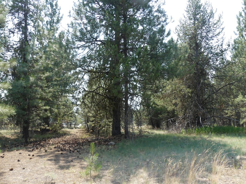 McCall, Idaho, 83638, United States, ,Land,For Sale,2005964