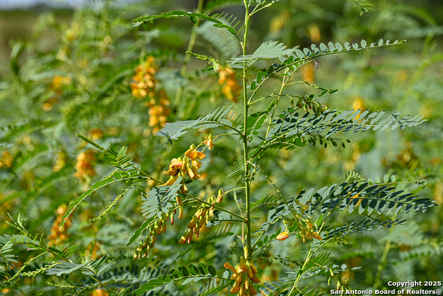 Nixon, Texas, 78140, United States, ,Residential,For Sale,1988320