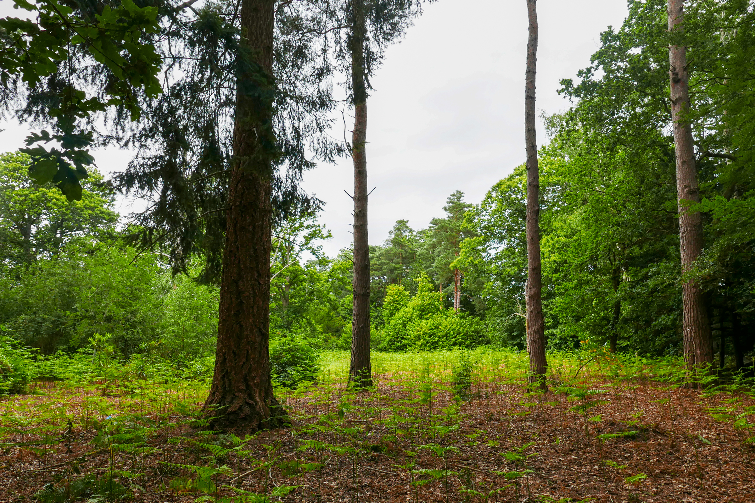  A 6.81-acre development opportunity in the heart of St George’s Hill - 物件實景