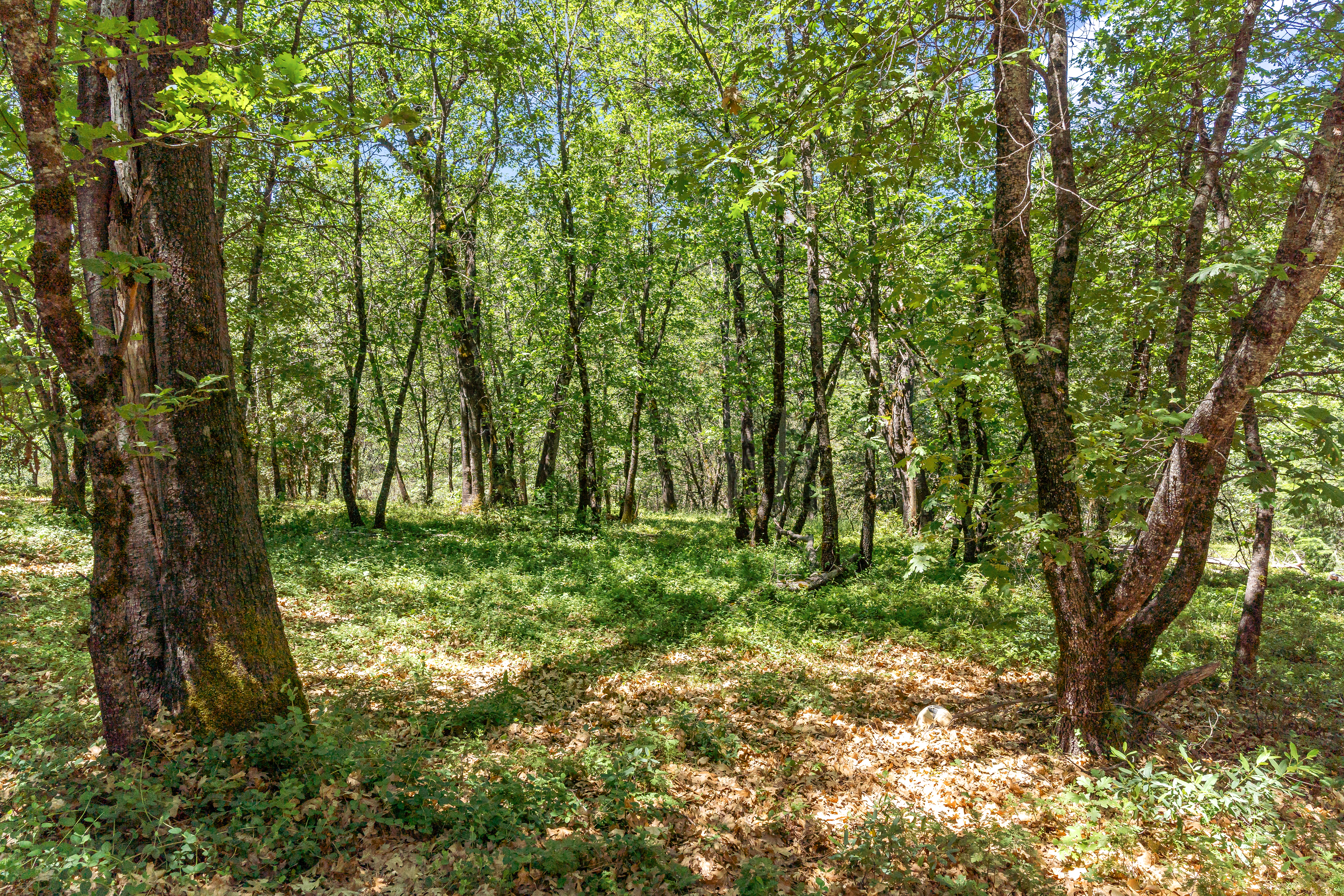  2640 Trail Gulch Road, Placerville, CA 95667 - 物件實景
