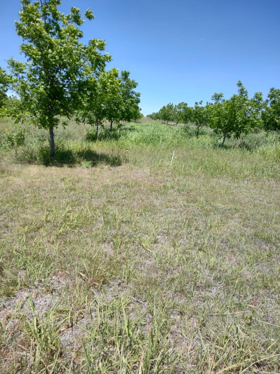 San Francisco de Conchos, Chihuahua, 33680, Mexico, 1 Bedroom Bedrooms, ,Residential,For Sale,1991228