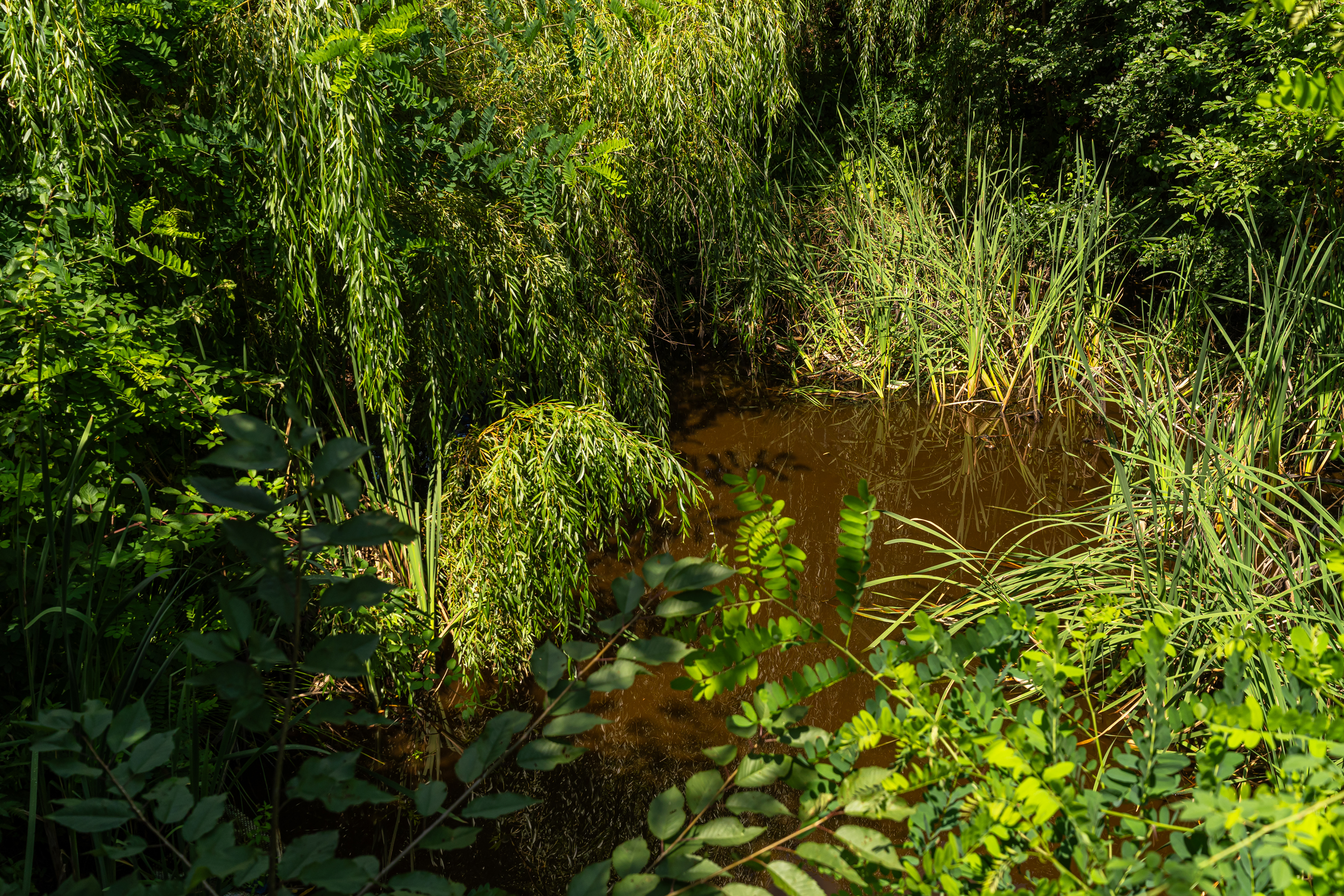  Versatile 22-Hectare Private Estate - Forested Heart of the Apuseni Mountains - 物件實景