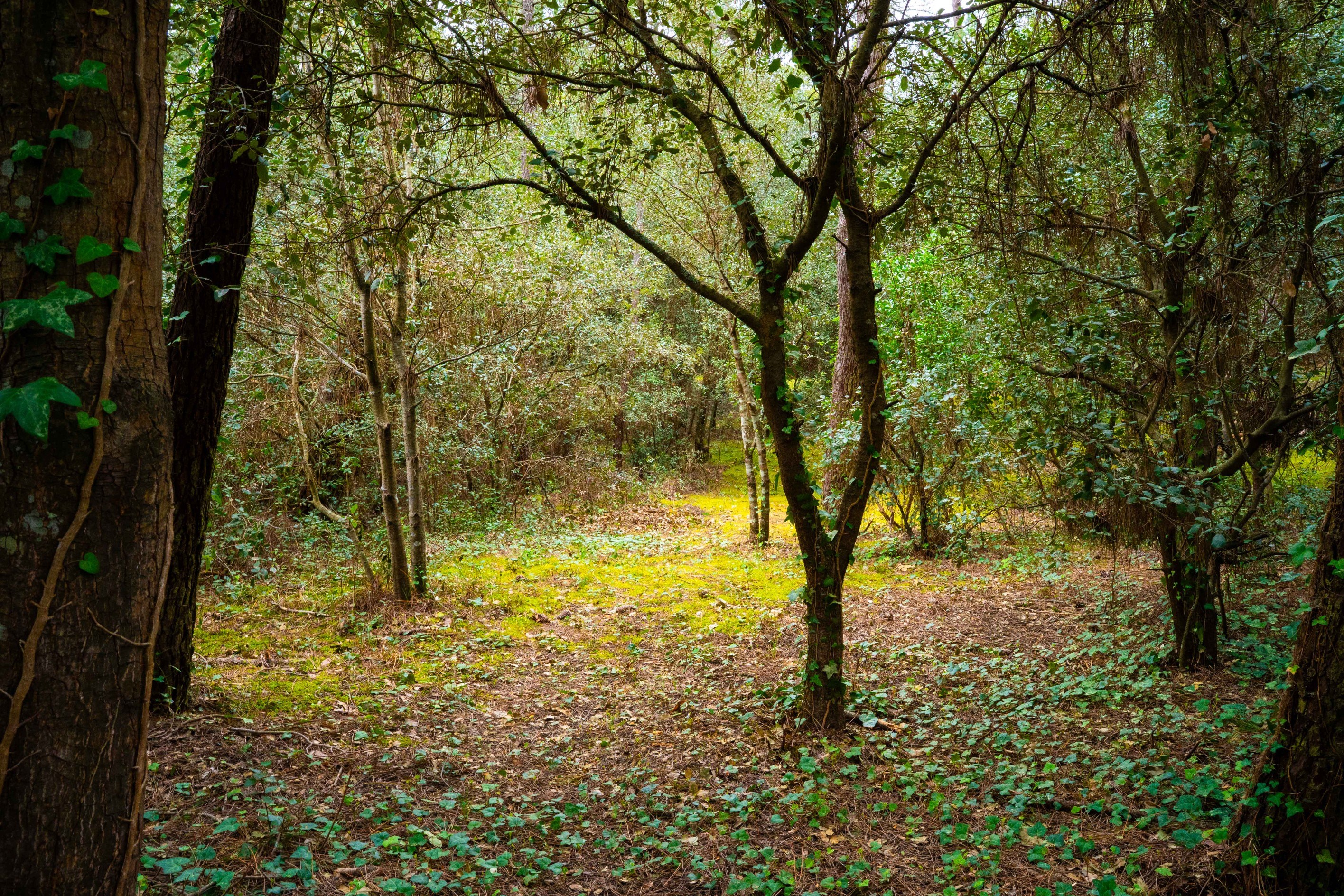  EXCEPTIONAL 1550 SQM PLOT PARK OF THE PALMYRE RESIDENCE - 物件實景