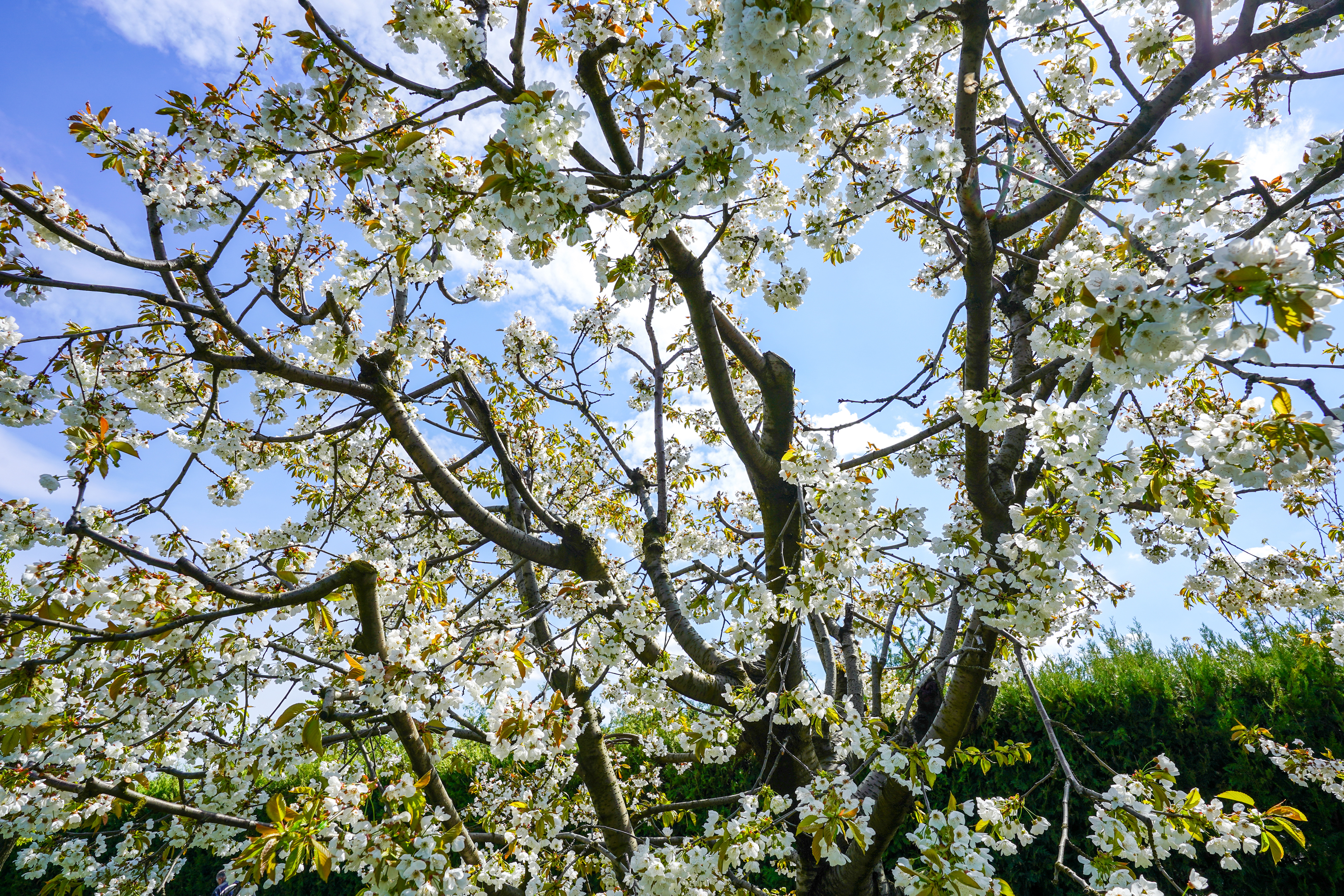 Luxury Villa in a Prime Educational Hub, Pipera - 物件實景