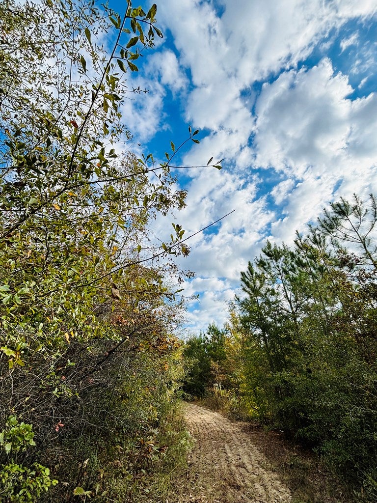 Abbeville, Georgia, 31001, United States, ,Land,For Sale,1975130