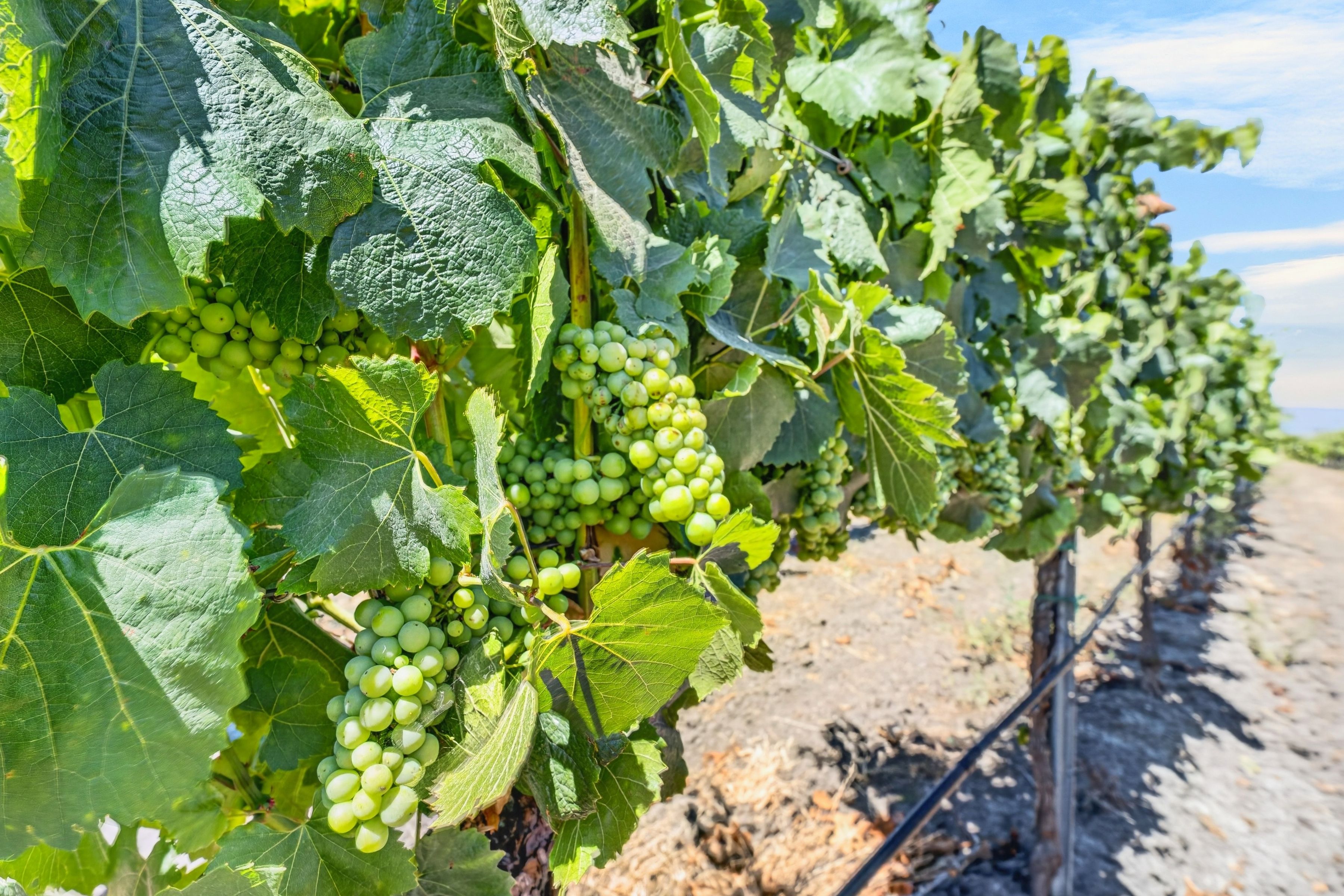  Sonoma Valley Vineyard Estate - 物件實景