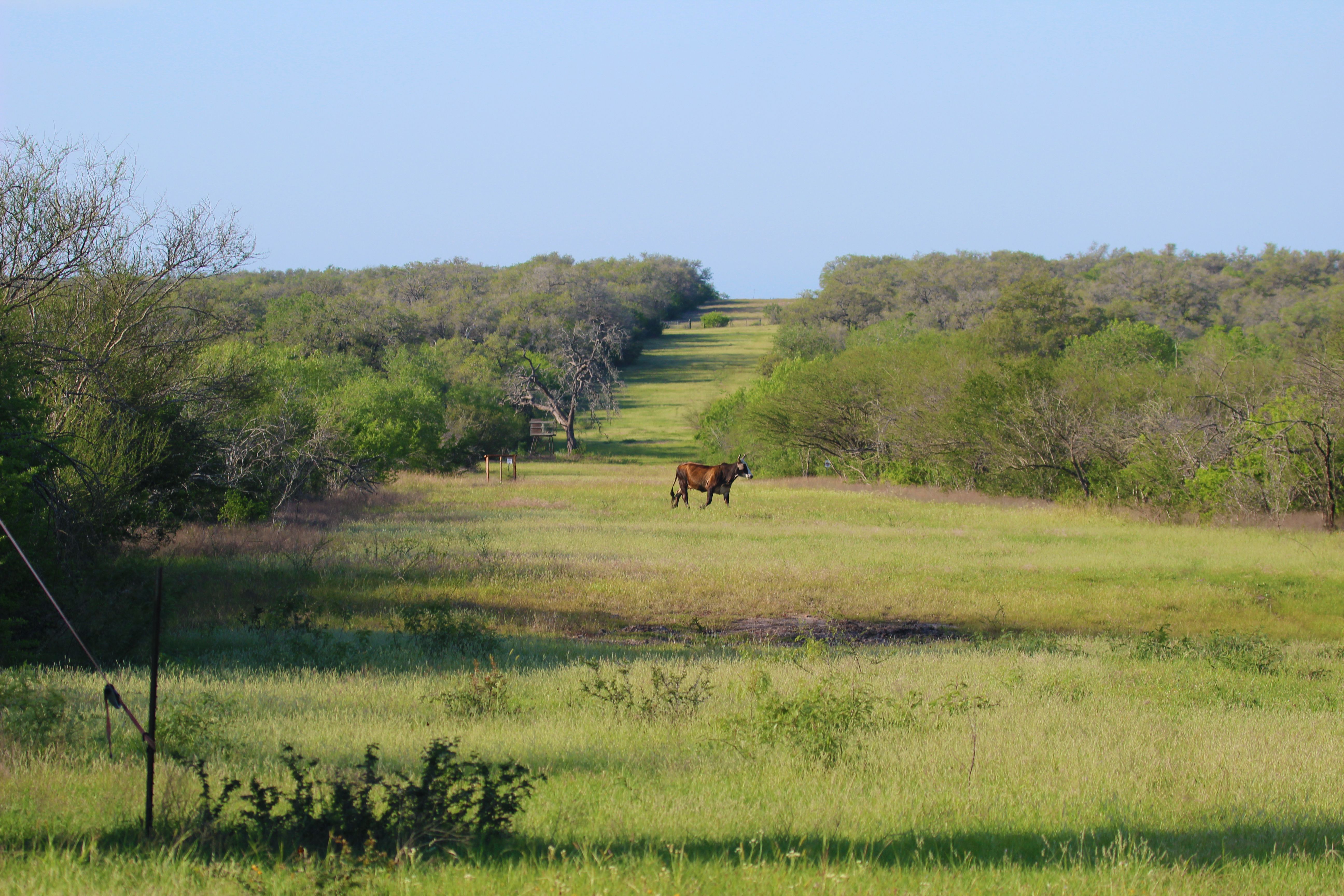  810+/- Acre Cabeza Creek Ranch - 物件實景