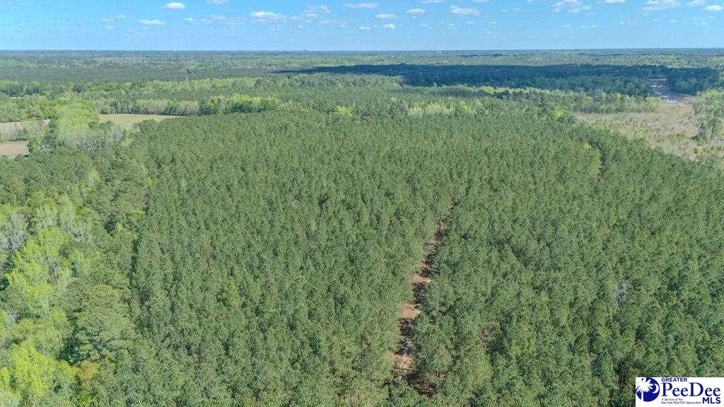 1315 Hill Harrell Road, Effingham, South Carolina, 29541-3179, United States, ,Land,For Sale,1315 Hill Harrell Road,1501598