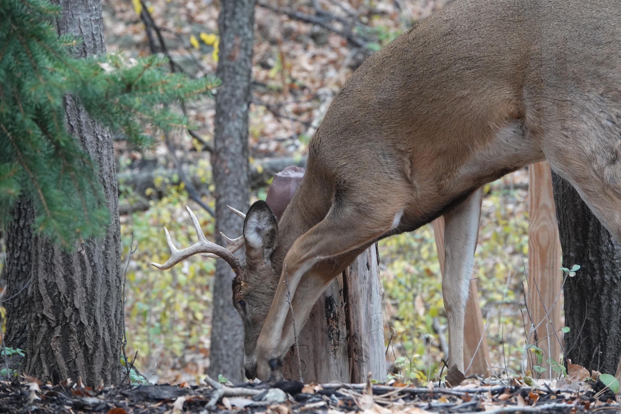 Lakeville, Minnesota, 55044, United States, 4 Bedrooms Bedrooms, ,3 BathroomsBathrooms,Residential,For Sale,1963667