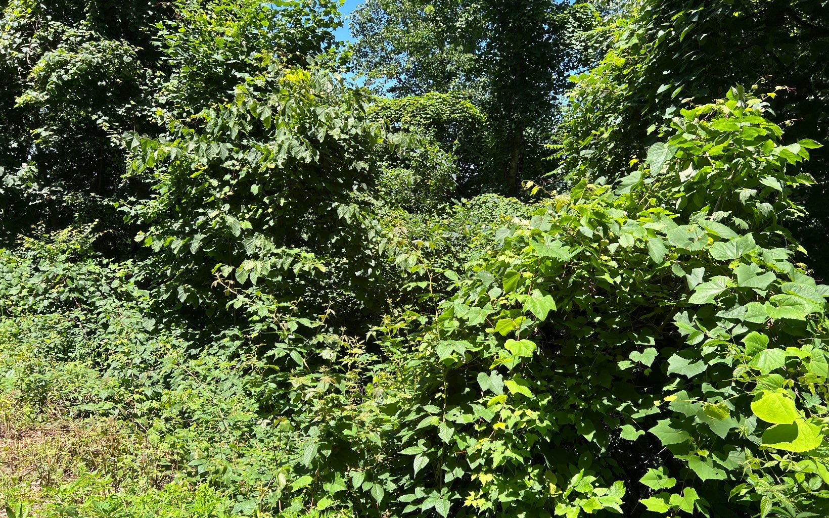101ac Lori'S Mountain, Hayesville, North Carolina, 28904, United States, ,Residential,For Sale,101ac Lori'S Mountain,1304629