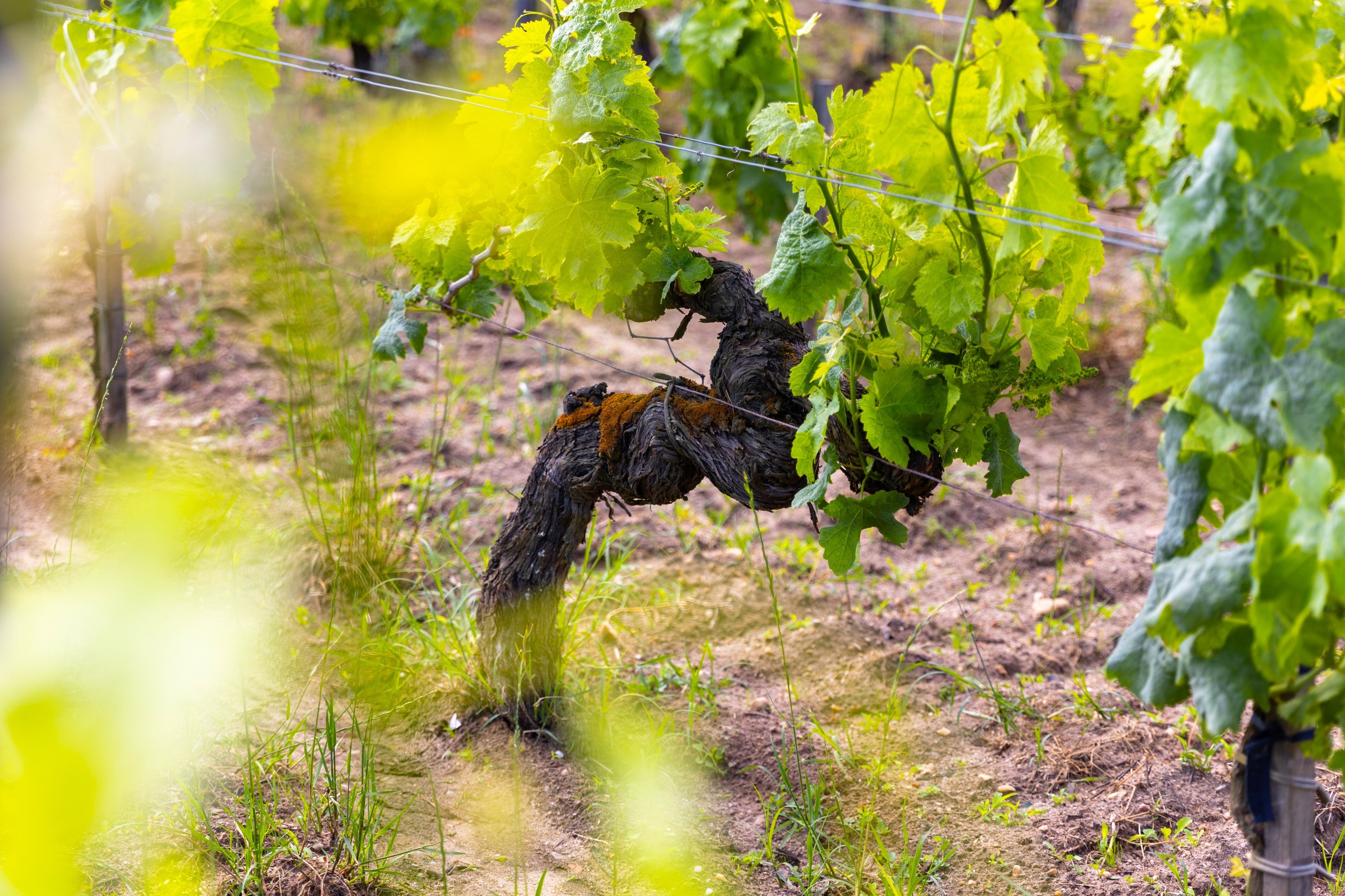  2.7 HECTARE VINEYARD IN THE HEART OF THE PRESTIGIOUS POMEROL APPELLATION - 物件實景