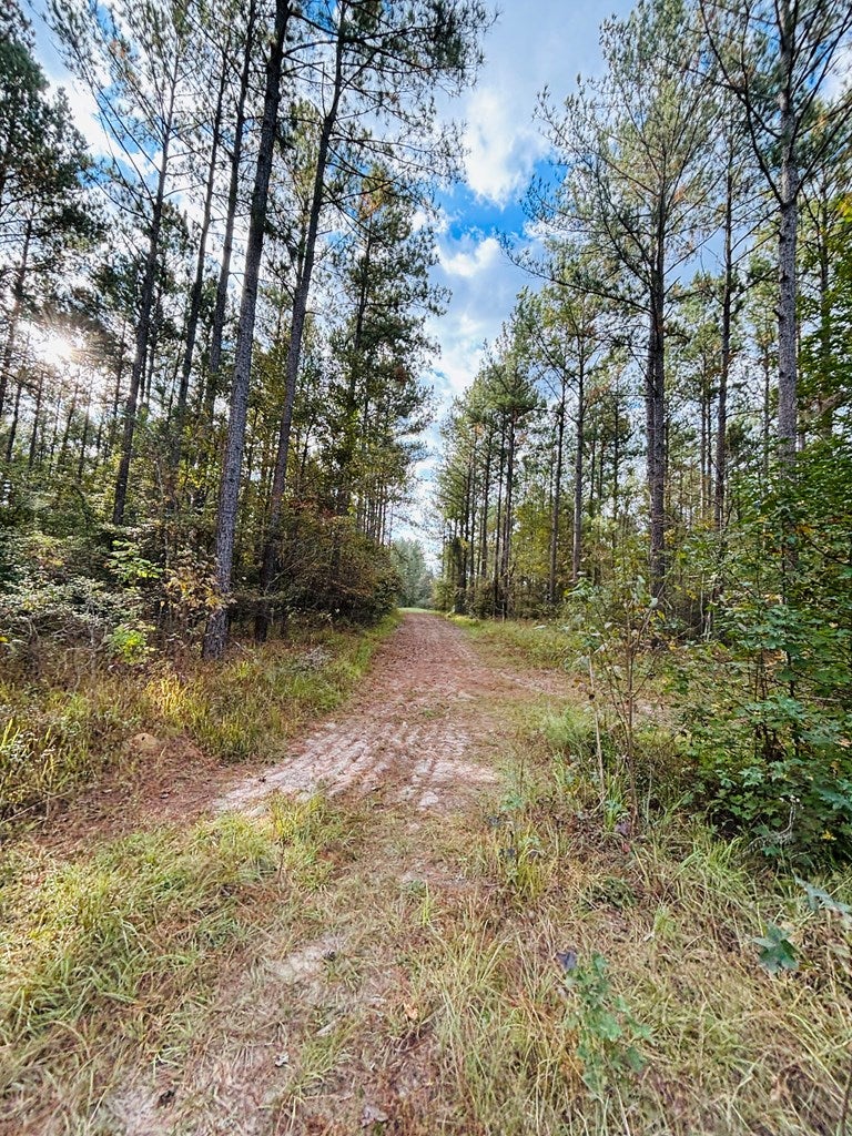 Abbeville, Georgia, 31001, United States, ,Land,For Sale,1975130