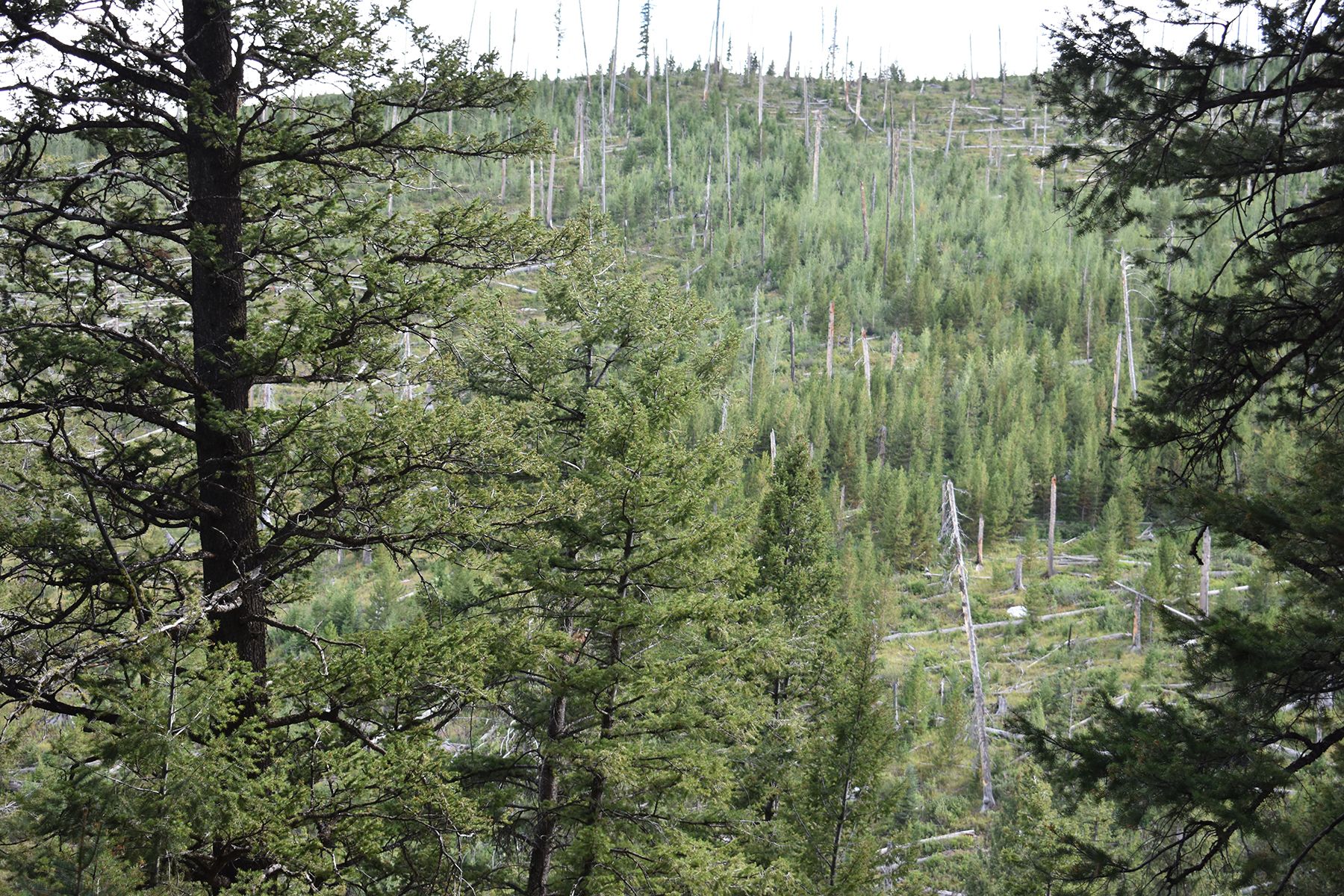  Wilson Acreage Bordering Bridger-Teton National Forest - 物件實景