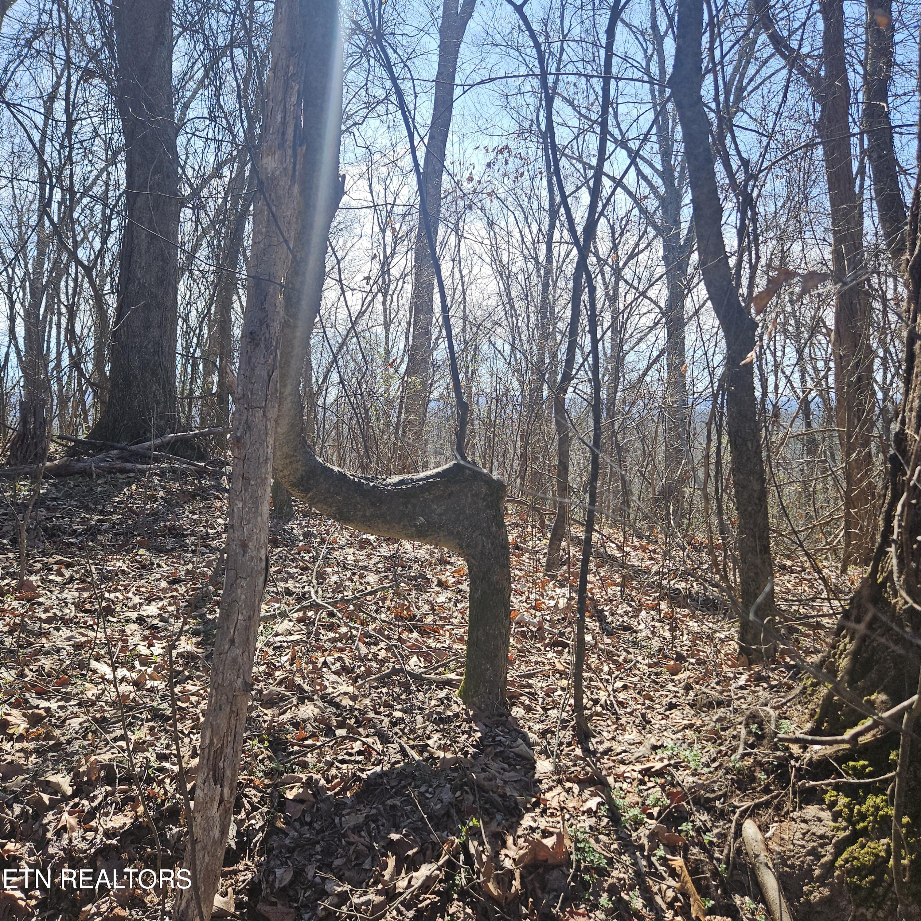 Tellico Plains, Tennessee, 37385, United States, ,Residential,For Sale,1922105