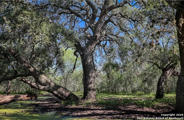 Beeville, Texas, 78102, United States, ,Land,For Sale,1988333