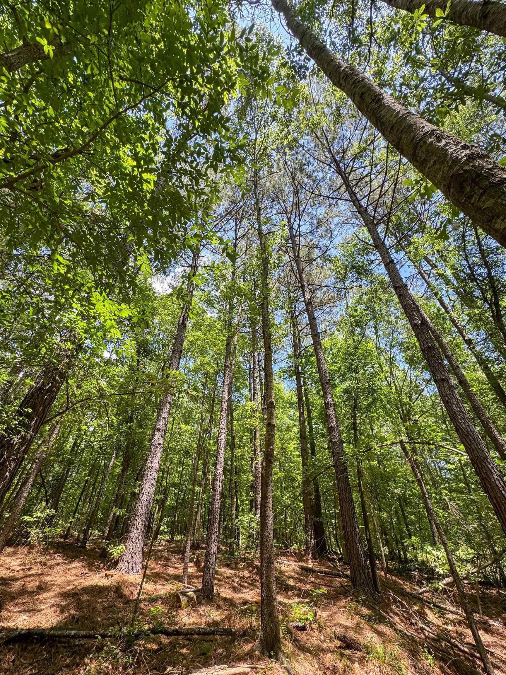 Douglassville, Texas, 75560, United States, ,Land,For Sale,2048006