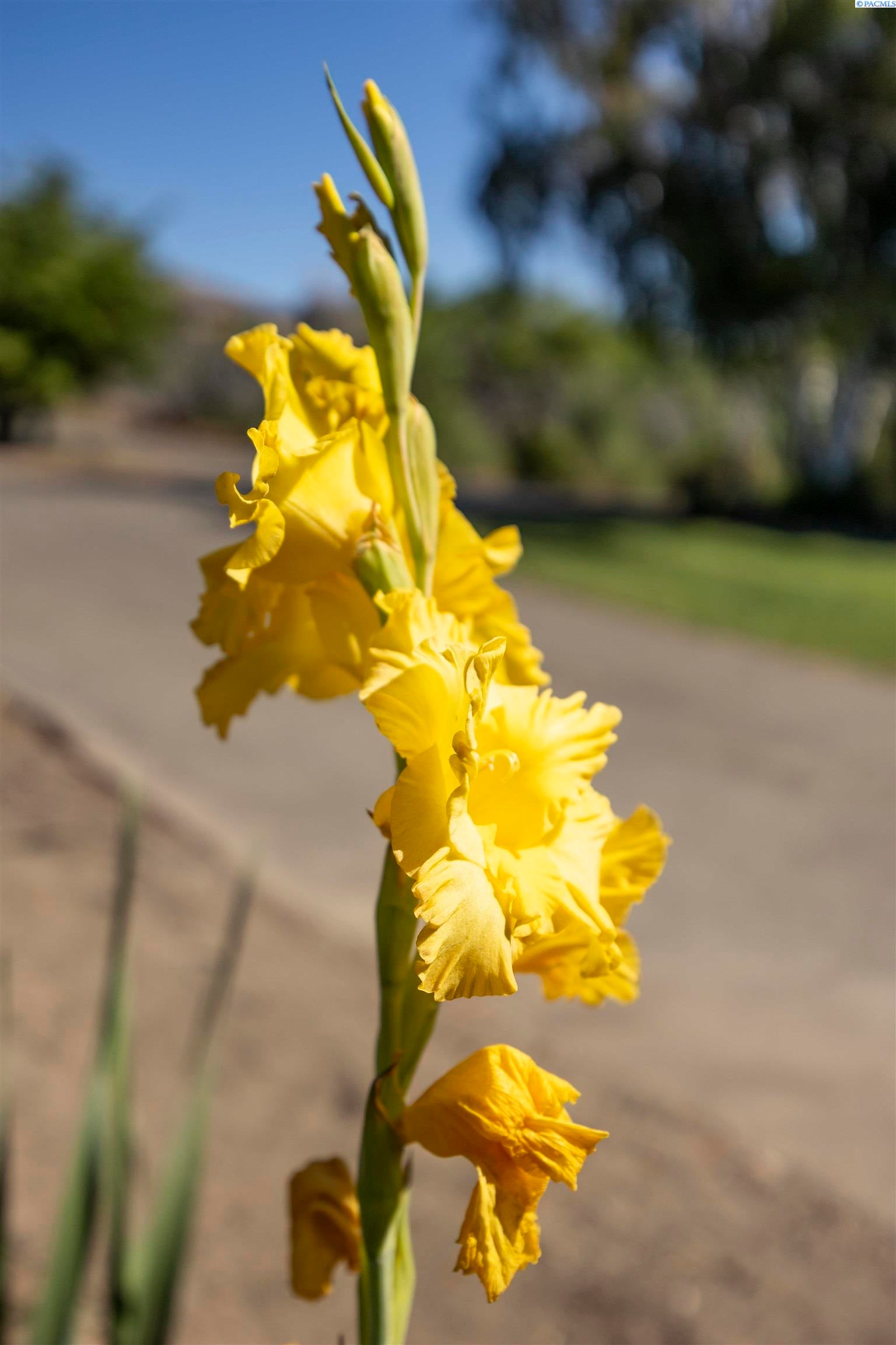 Sunnyside, Washington, 98944, United States, 4 Bedrooms Bedrooms, ,3 BathroomsBathrooms,Residential,For Sale,1979246
