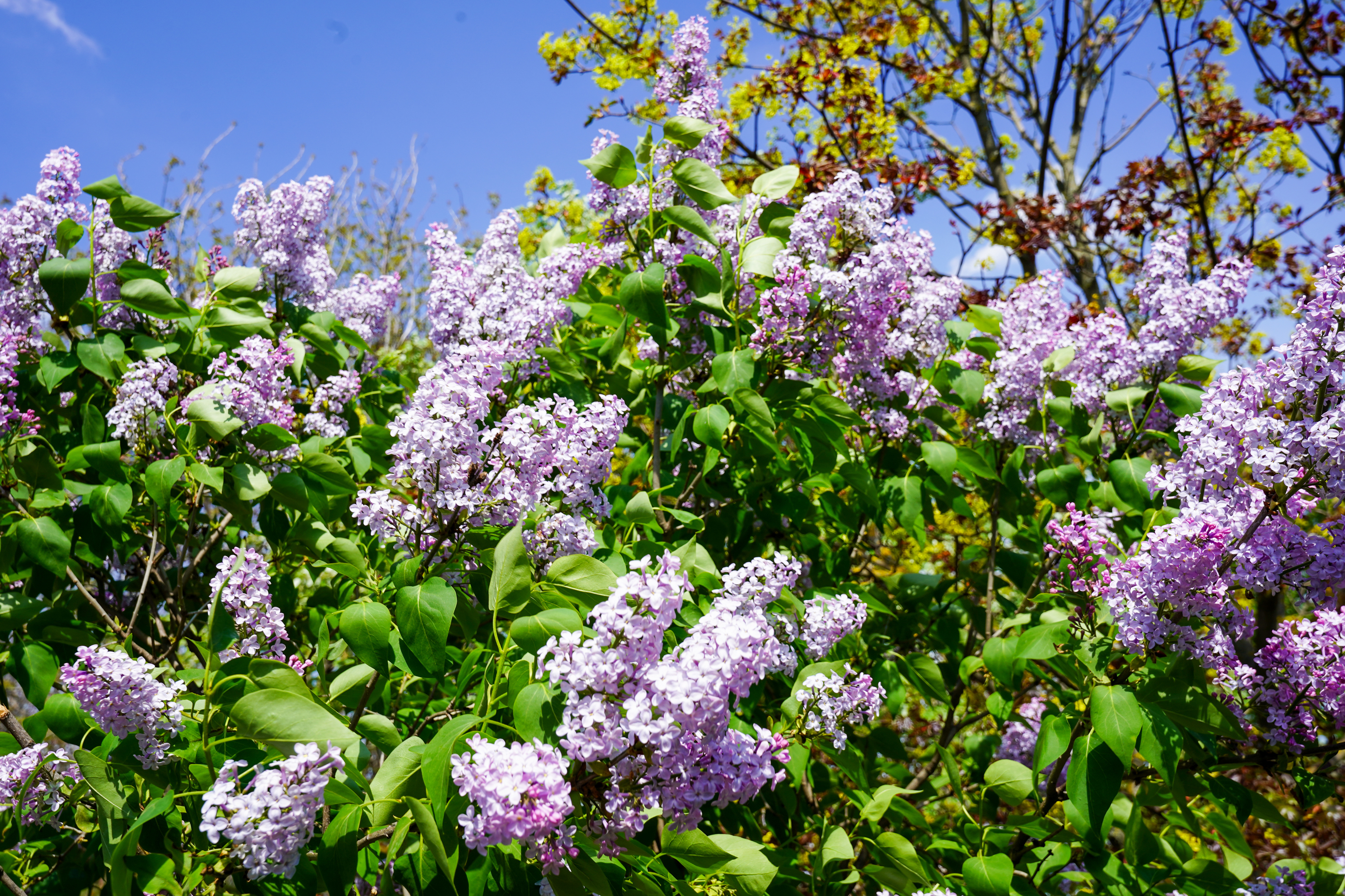  Luxury Villa in a Prime Educational Hub, Pipera - 物件實景