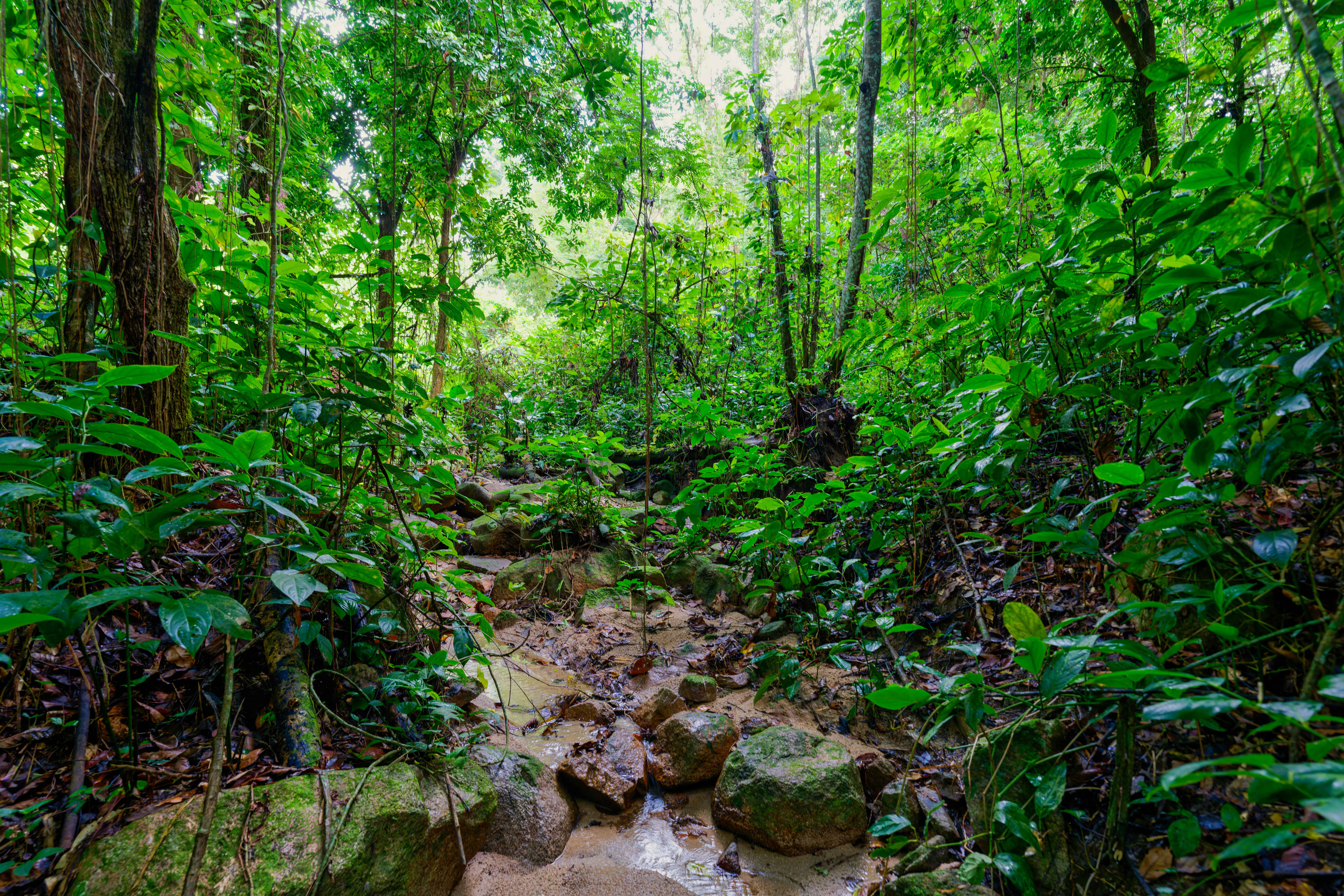  Exceptional Mountainside Acreage - 物件實景