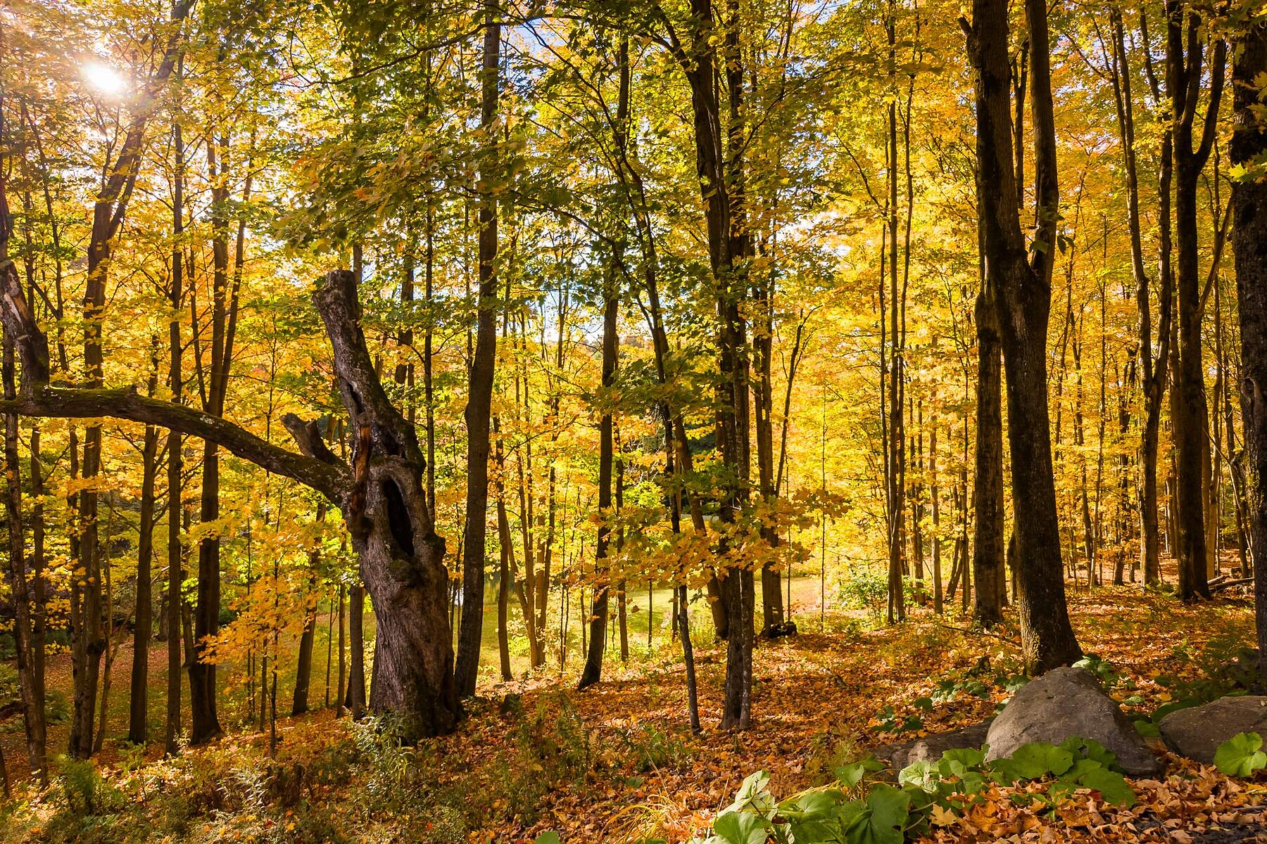  Bromont, Eastern Townships - 物件實景