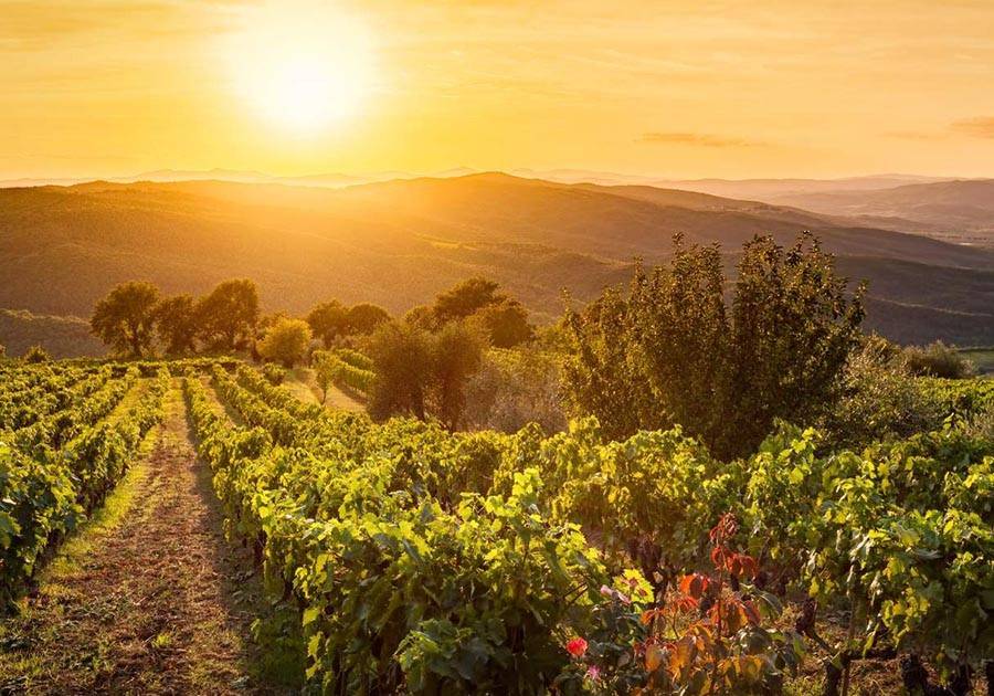 Montalcino, Siena, 53024, IT, ,Residential,For Sale,1991815