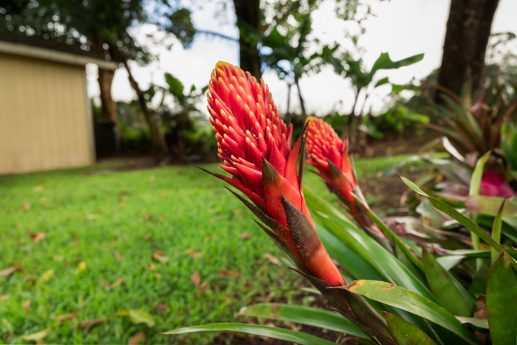  64-5108 Kalake Street, Kamuela, HI 96743 - 物件實景