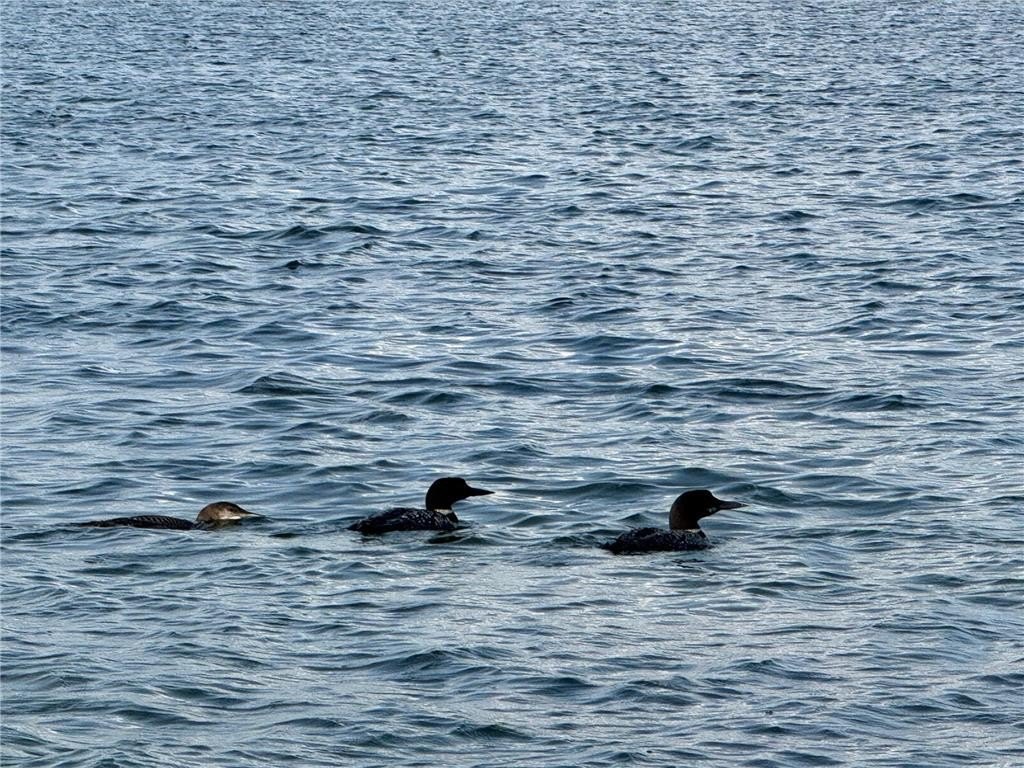 Brandon, Minnesota, 56315, United States, 3 Bedrooms Bedrooms, ,1 BathroomBathrooms,Residential,For Sale,1981953