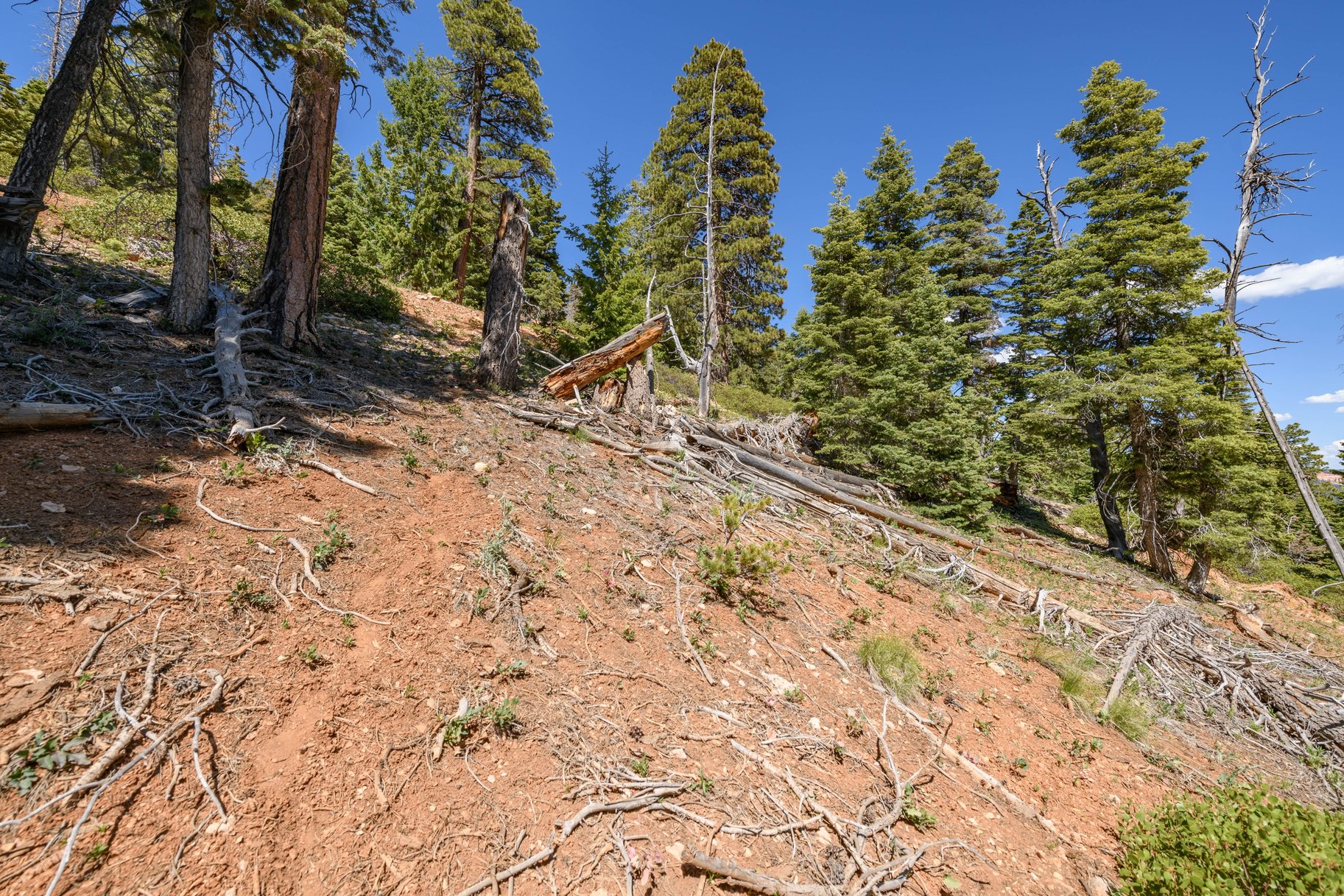 Quiet Mountain Retreat Near Navajo Lake - 物件實景