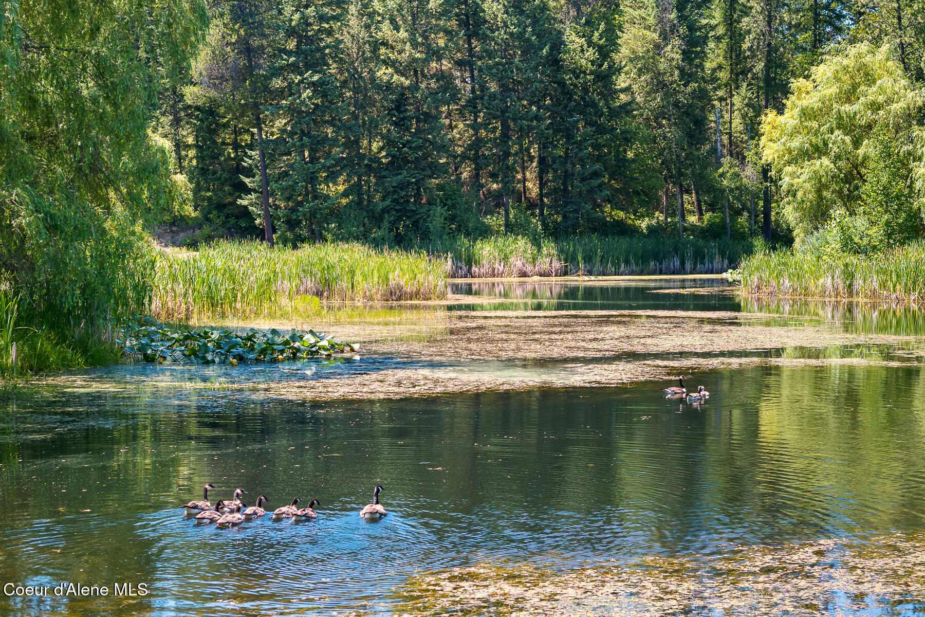 Athol, Idaho, 83801, United States, 4 Bedrooms Bedrooms, ,5 BathroomsBathrooms,Residential,For Sale,1984307