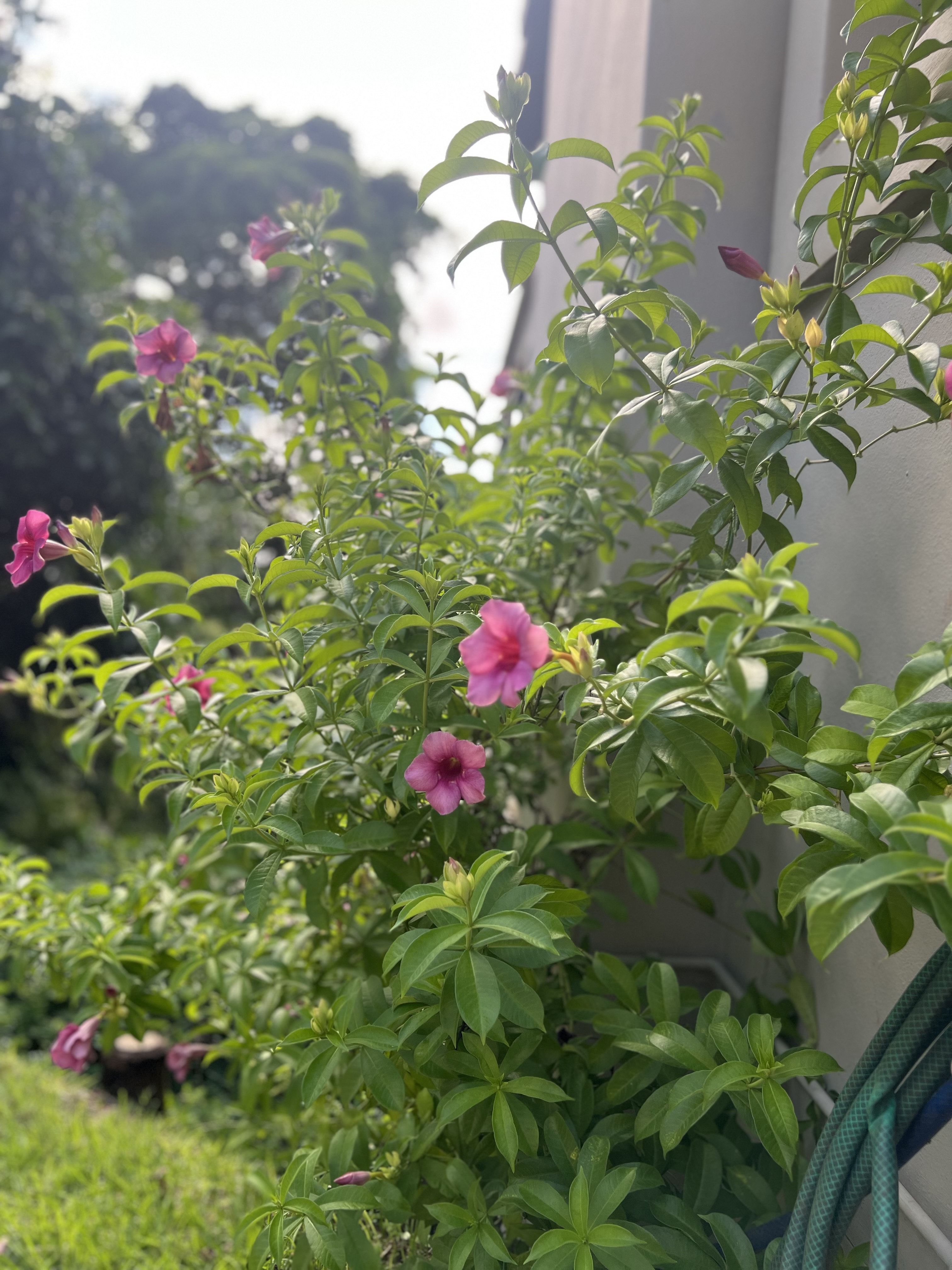  Meticulously maintained home with thoughtfully curated living spaces - 物件實景