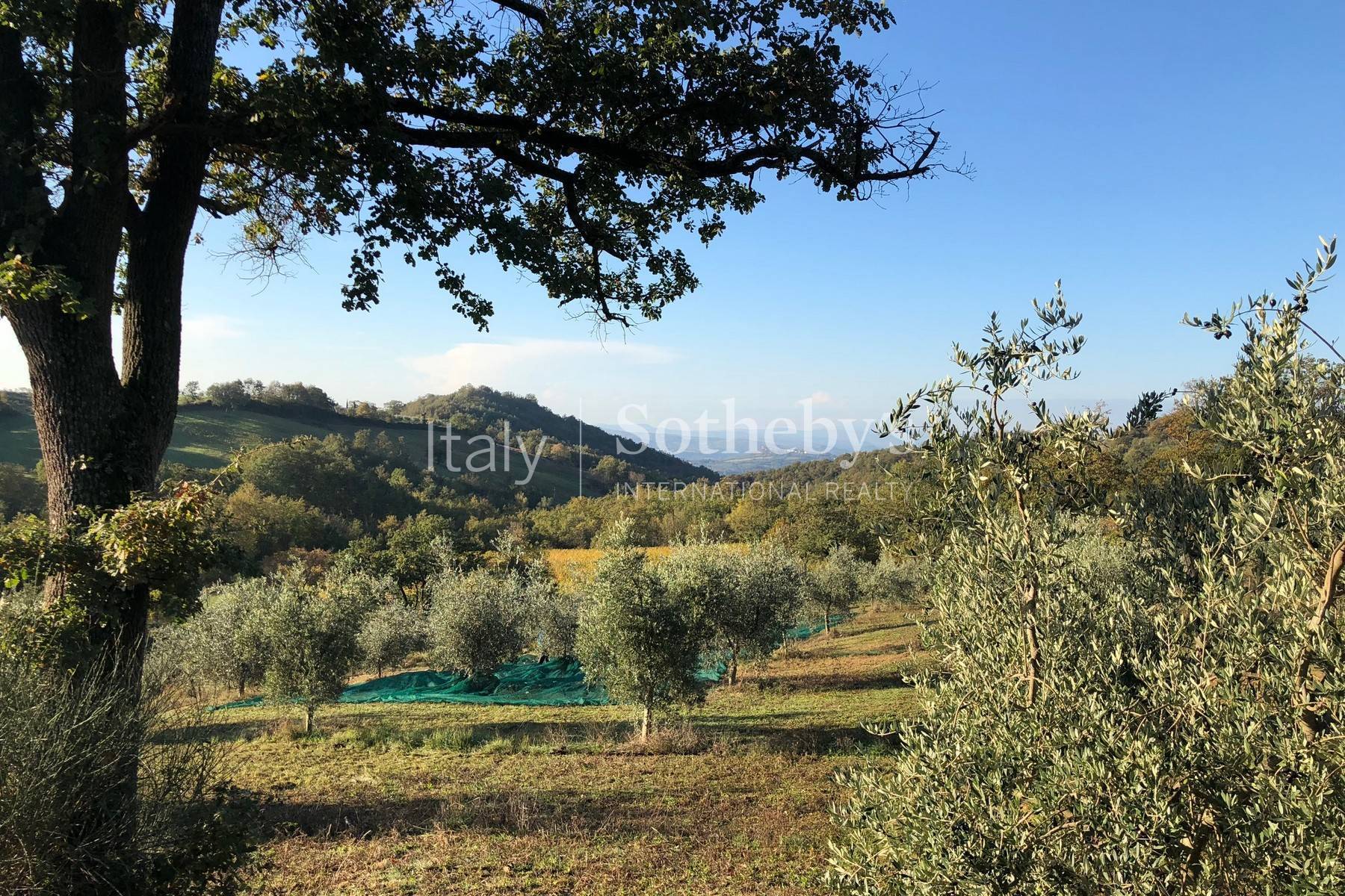  Fascinating property with vineyards and olive groves - 物件實景