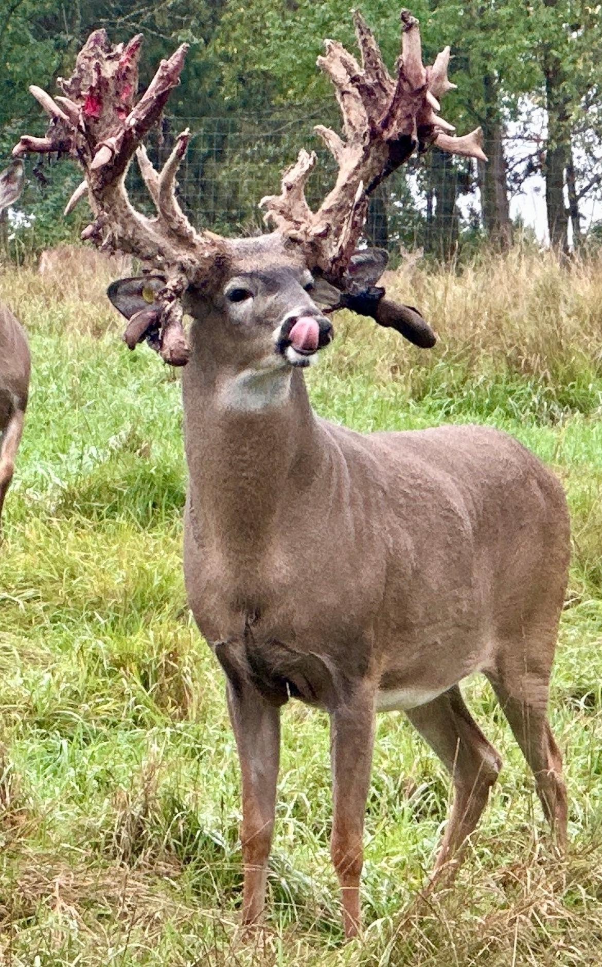 Lake Tomahawk, Wisconsin, 54487, United States, ,Residential,For Sale,1973874