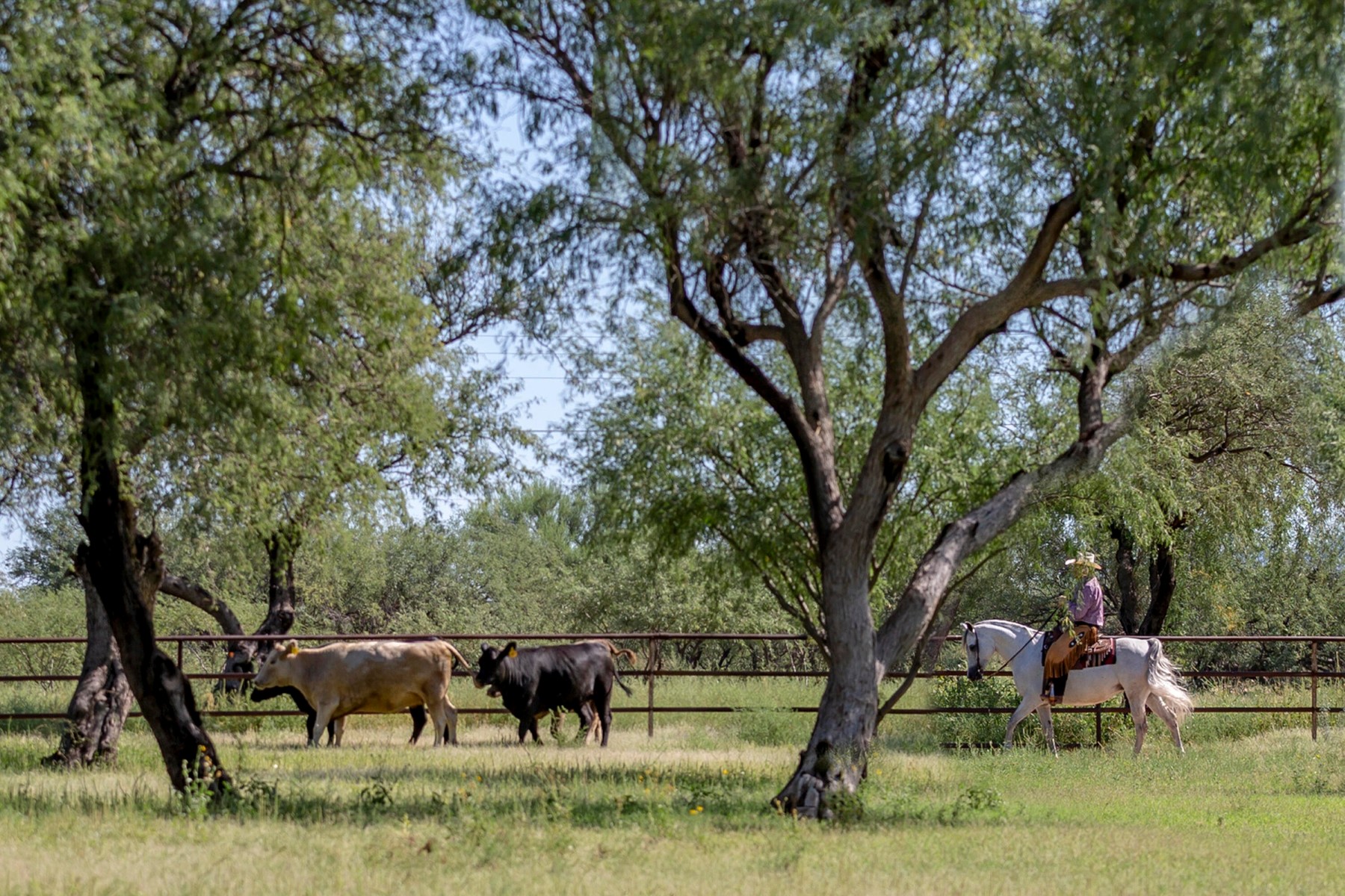  3155 W Elephant Head Road¦Amado, AZ - 物件實景