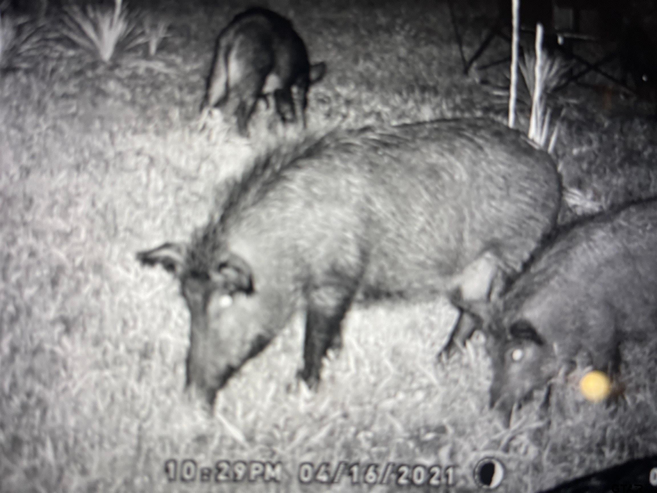 Lone Star, Texas, 75668, United States, 2 Bedrooms Bedrooms, ,1 BathroomBathrooms,Residential,For Sale,1979709