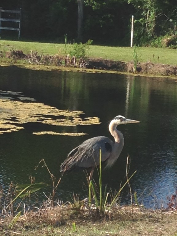 Fernandina Beach, Florida, 32034, United States, ,Land,For Sale,1982804