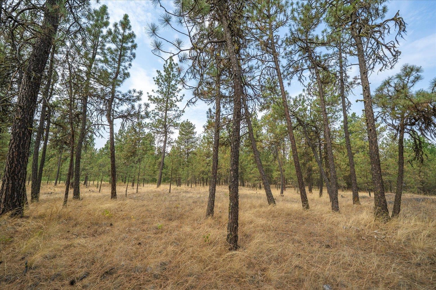 Cheney, Washington, 99004, United States, 4 Bedrooms Bedrooms, ,2 BathroomsBathrooms,Residential,For Sale,1978825