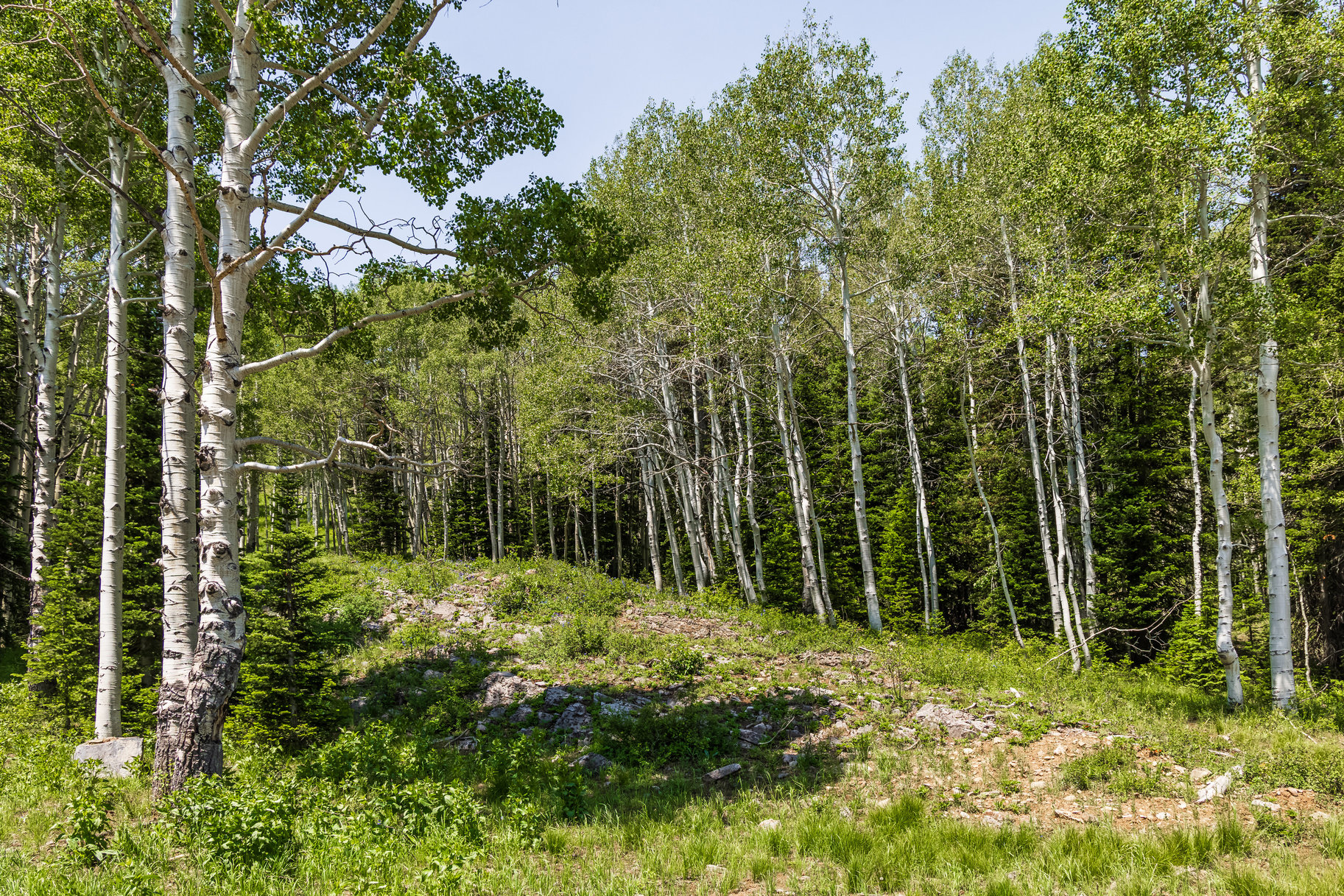  Incredible 28 Acre Estate Lot in the Colony at White Pine Canyon - 物件實景