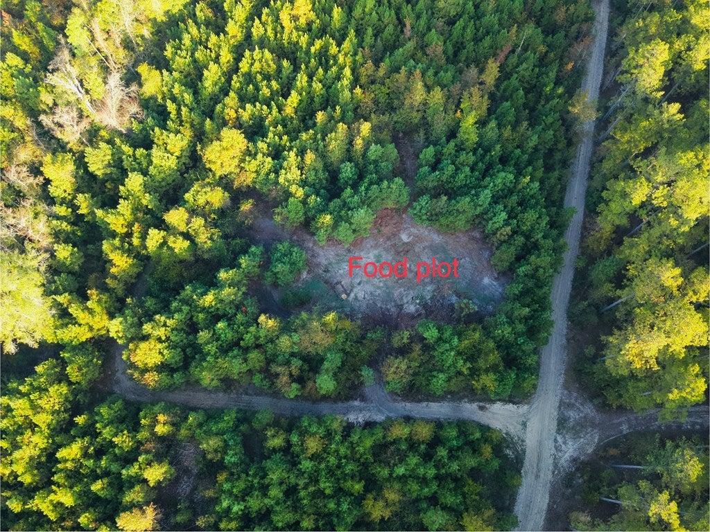 Abbeville, Georgia, 31001, United States, ,Land,For Sale,1975130