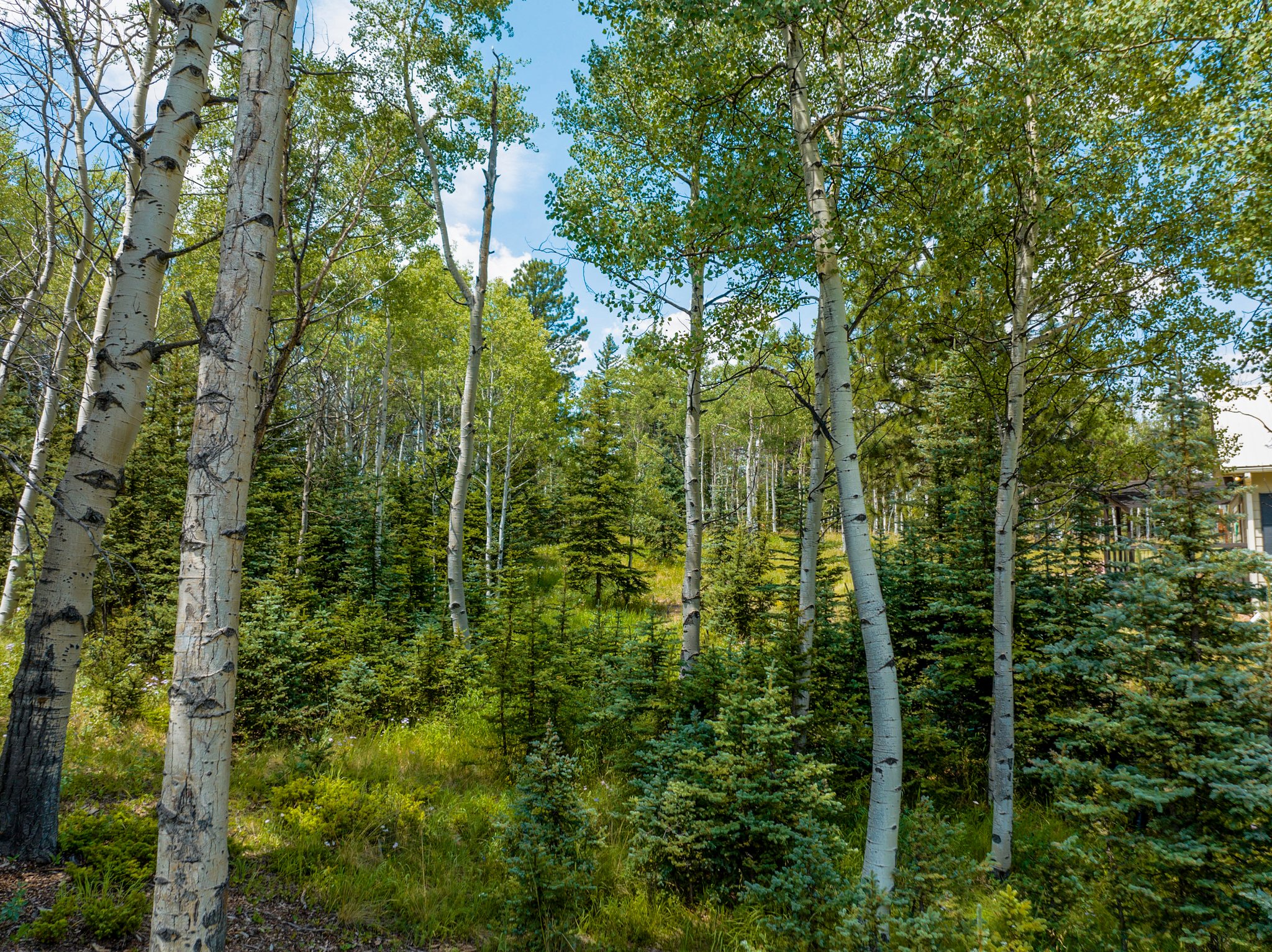 Divide, Colorado, 80814, United States, 3 Bedrooms Bedrooms, ,2 BathroomsBathrooms,Residential,For Sale,1918151