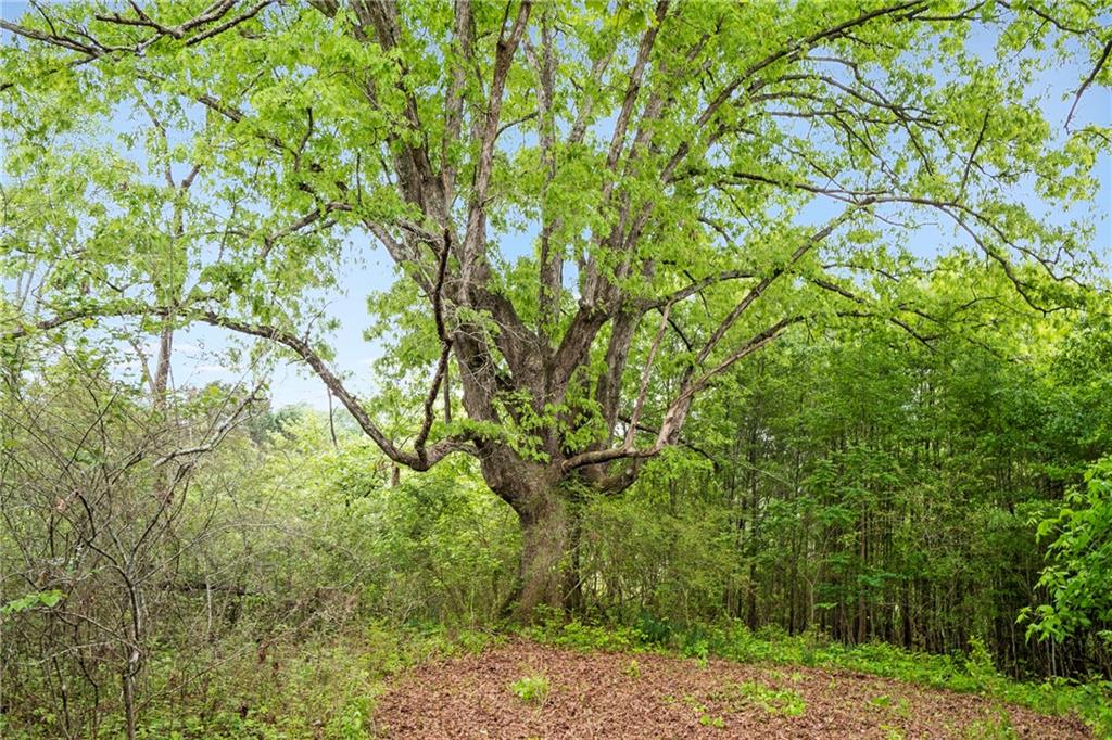 Alpharetta, Georgia, 30004, United States, ,Land,For Sale,1793114