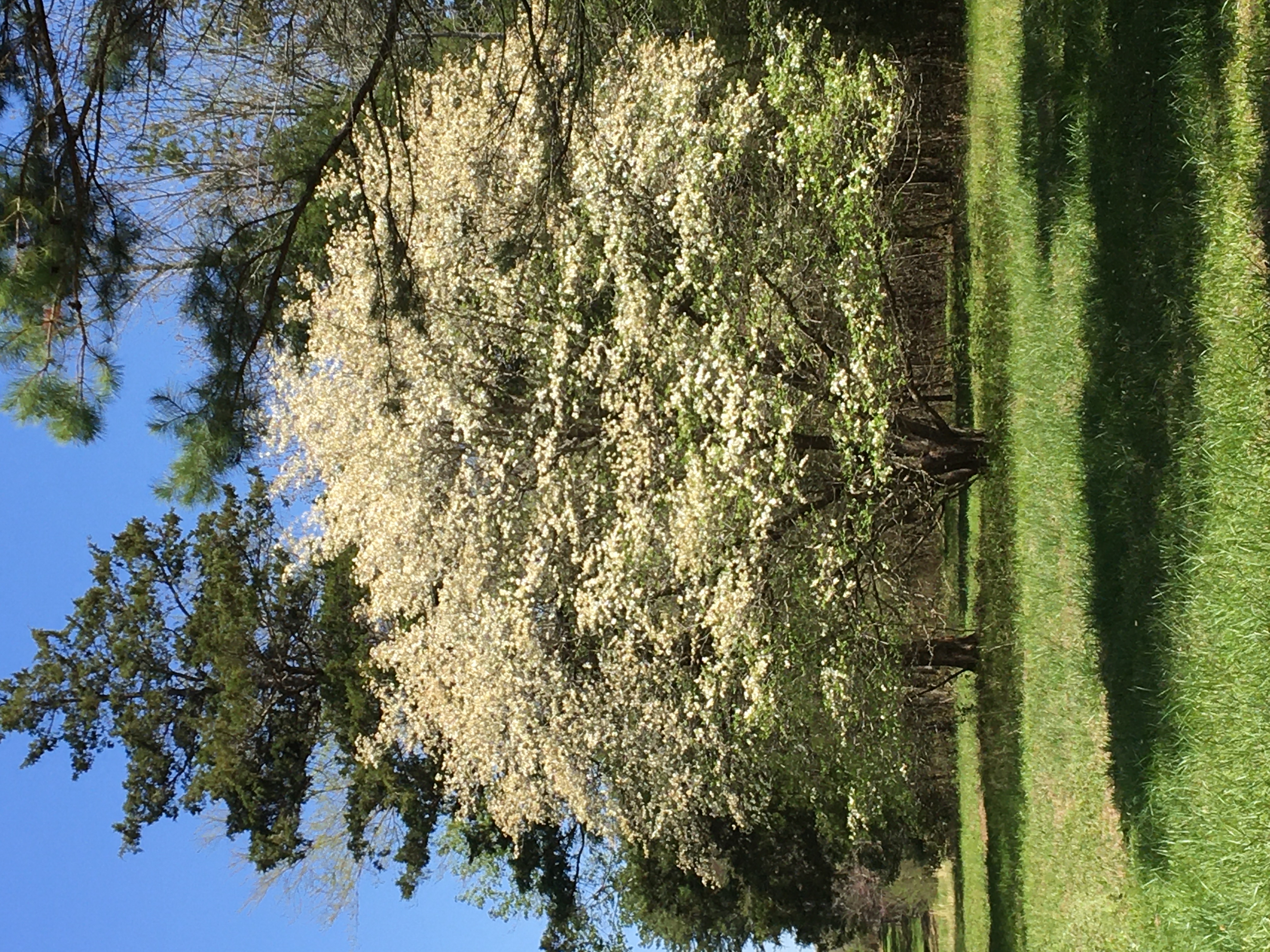 Mena, Arkansas, 71953, United States, 3 Bedrooms Bedrooms, ,3 BathroomsBathrooms,Residential,For Sale,1979119