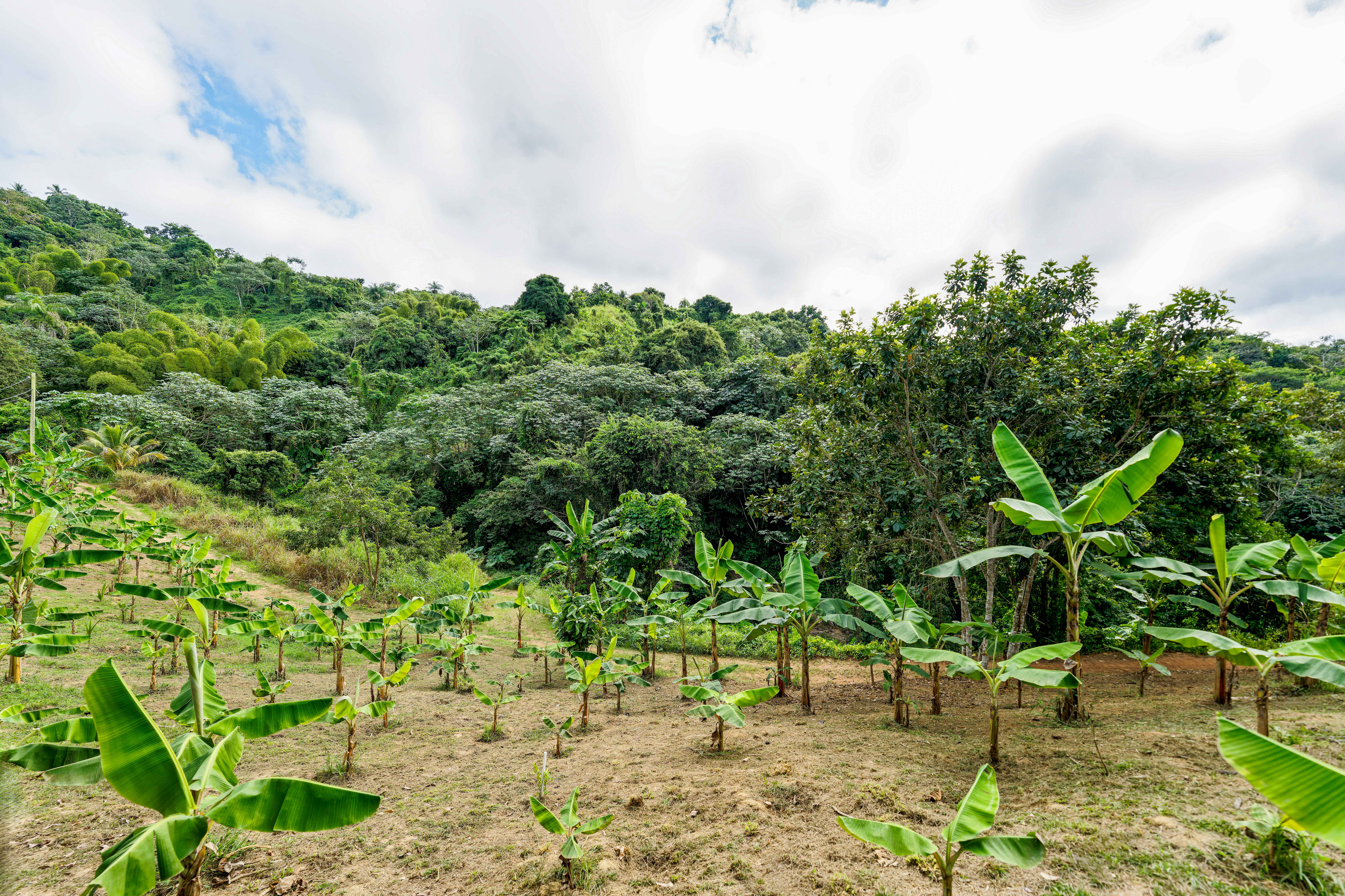  Exceptional Mountainside Acreage - 物件實景