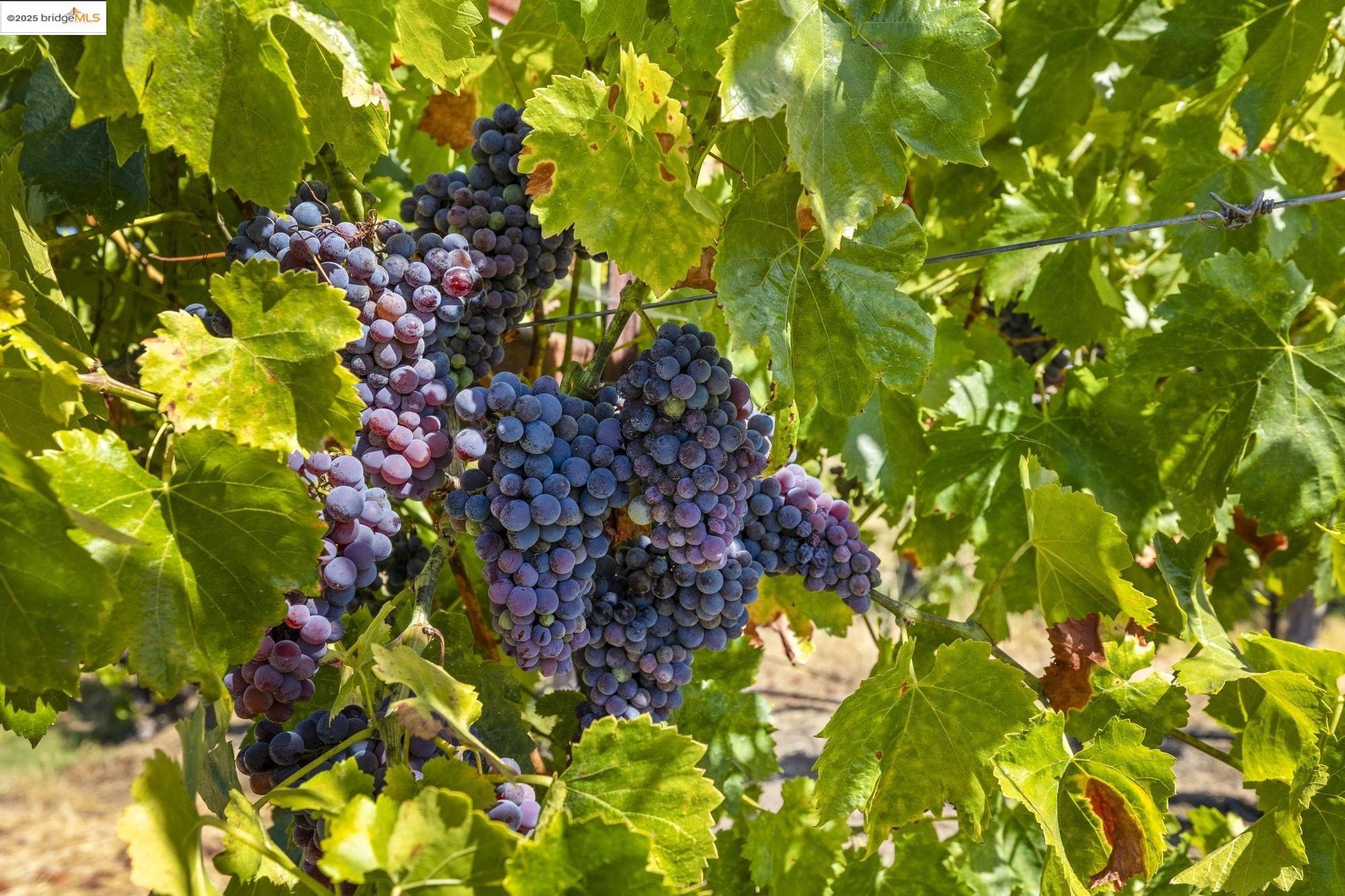 Murphys, California, 95247, United States, ,Land,For Sale,1975931