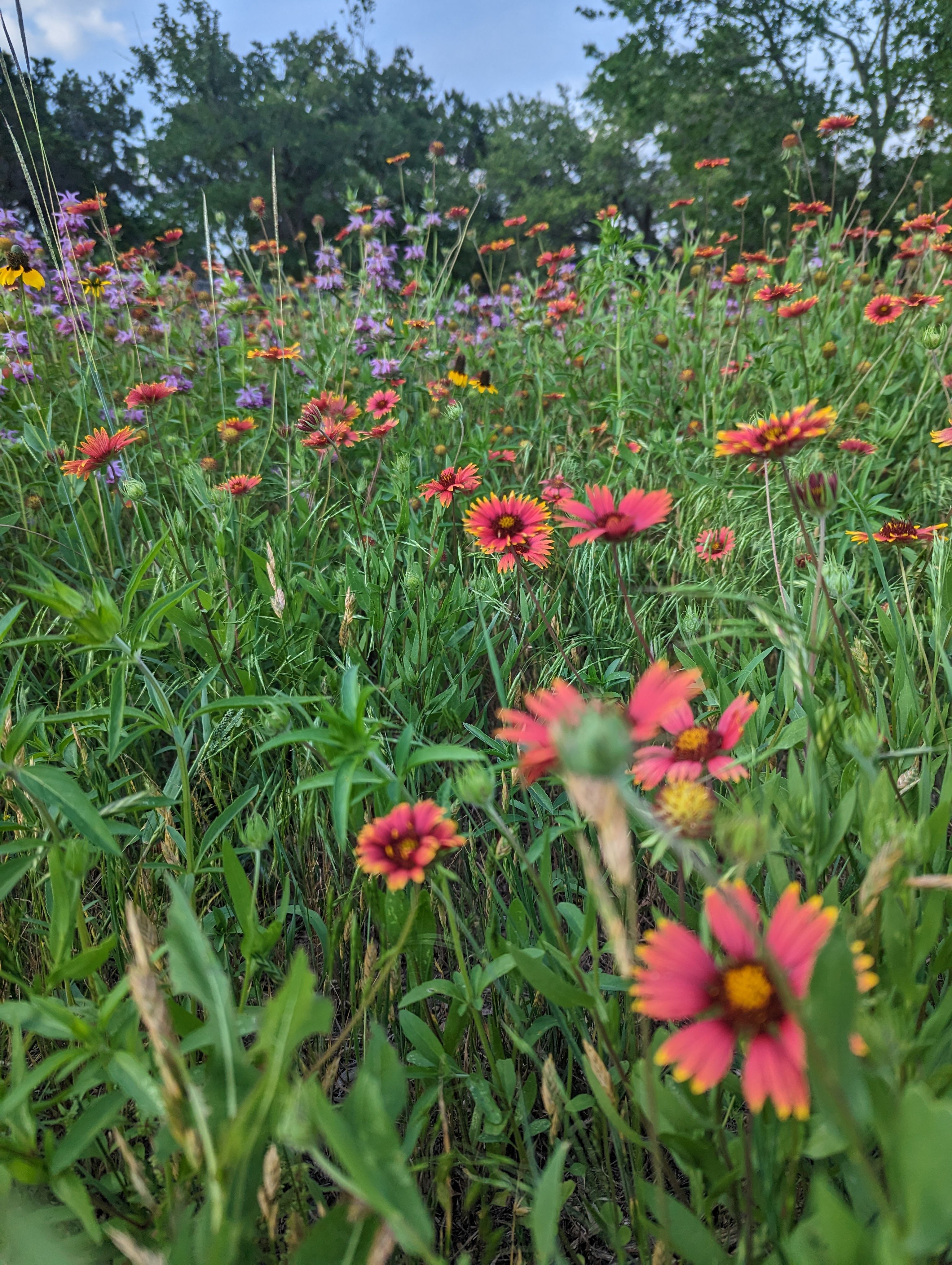  Single-Story Retreat on One Acre with Close Proximity to Private Schools - 物件實景